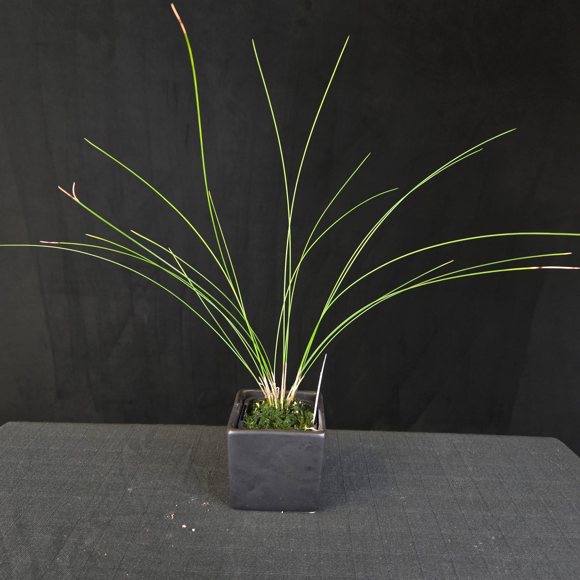 Miniature Coelogyne orchid 