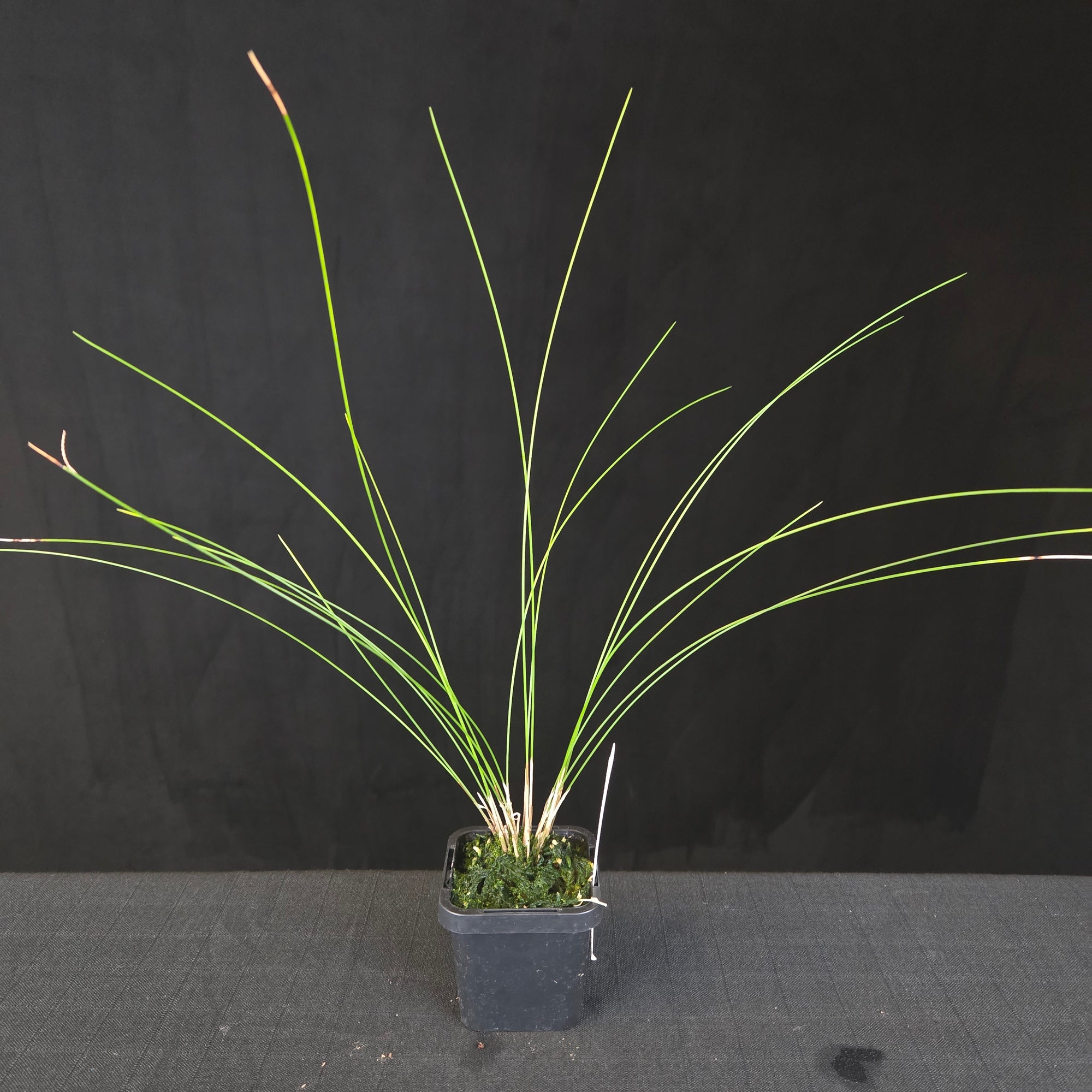 Miniature Coelogyne orchid 