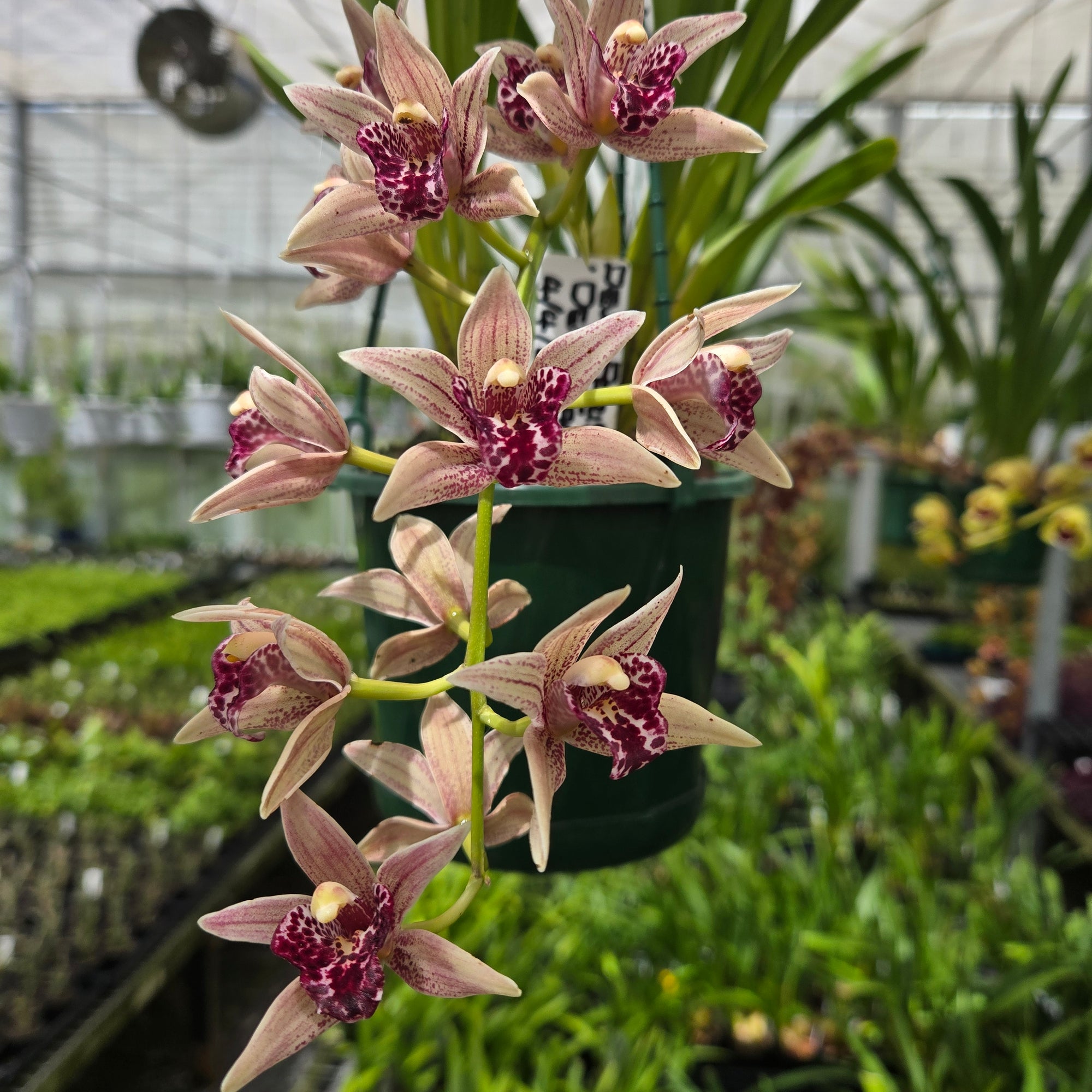 Cymbidium Devon Parish ‘Devon Falls’ orchid in flower showing pink petals with burgundy speckles and a deep red lip, grown in a nursery setting.