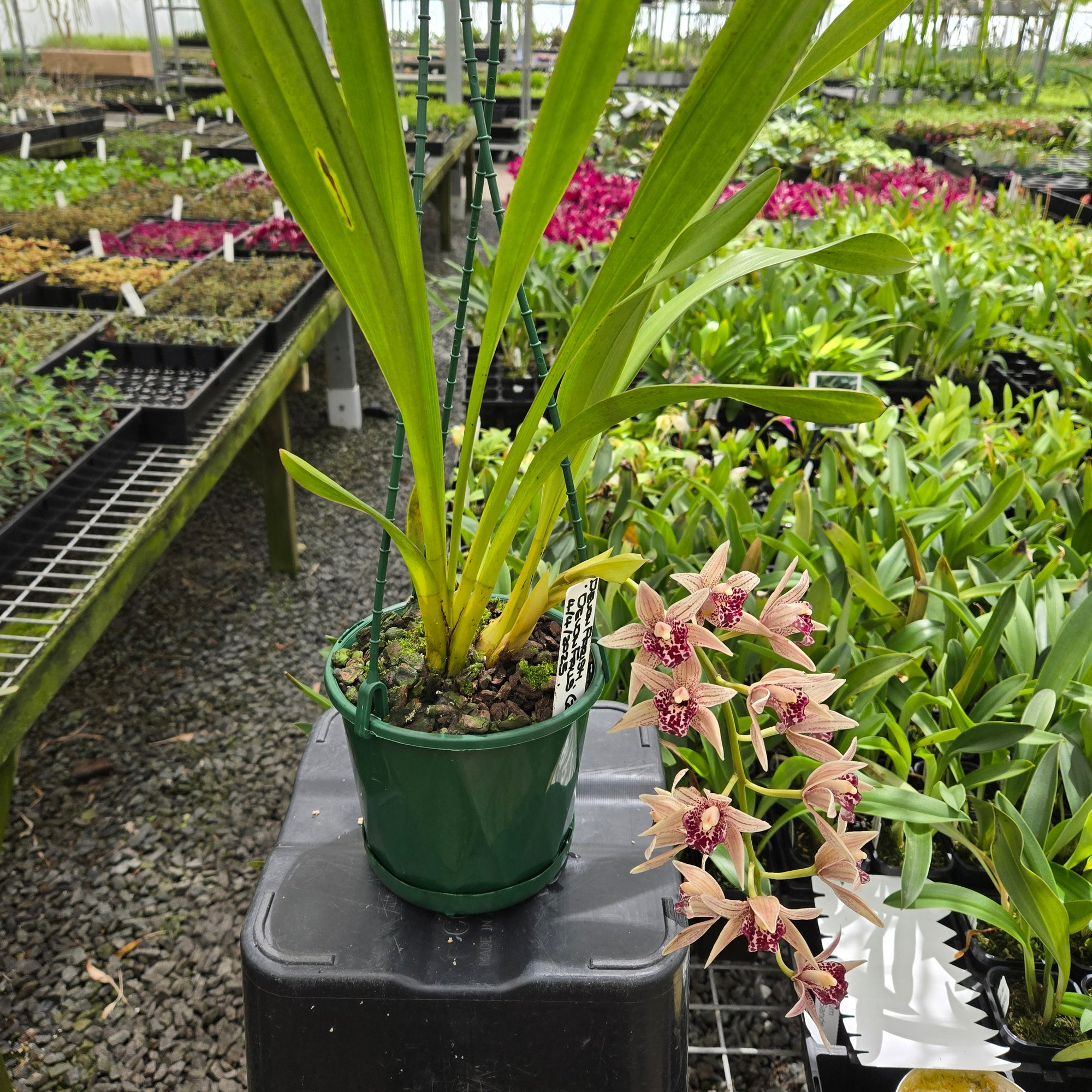 Cymbidium Devon Parish ‘Devon Falls’ orchid in flower showing pink petals with burgundy speckles and a deep red lip, grown in a nursery setting.