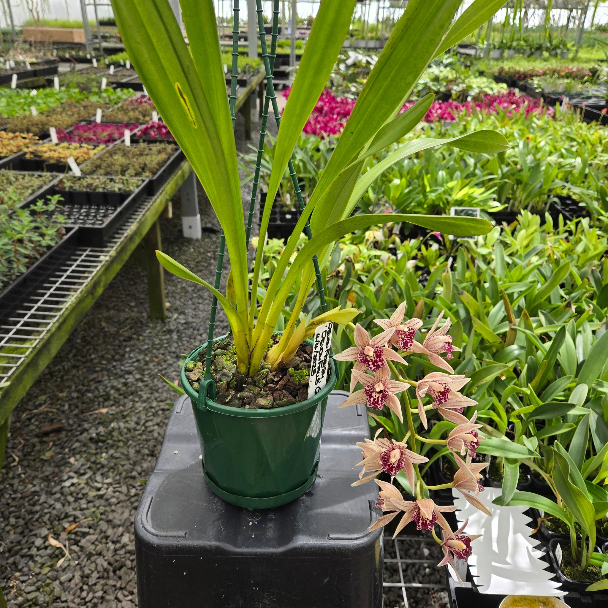 Cymbidium Devon Parish ‘Devon Falls’ orchid in flower showing pink petals with burgundy speckles and a deep red lip, grown in a nursery setting.