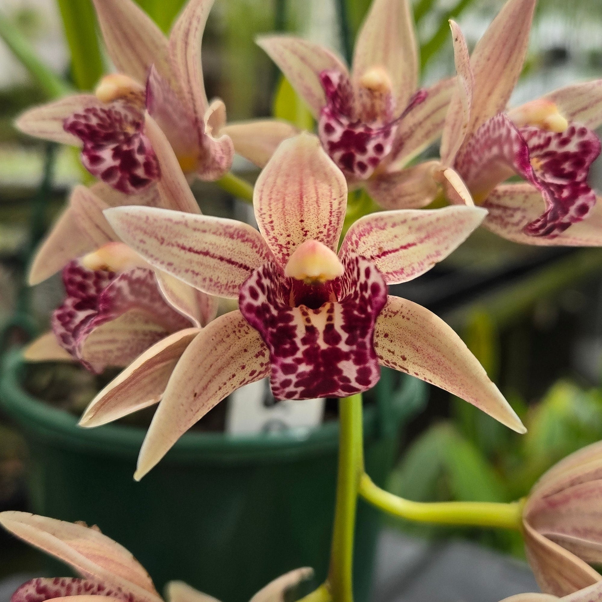 Cymbidium Devon Parish ‘Devon Falls’ orchid in flower showing pink petals with burgundy speckles and a deep red lip, grown in a nursery setting.