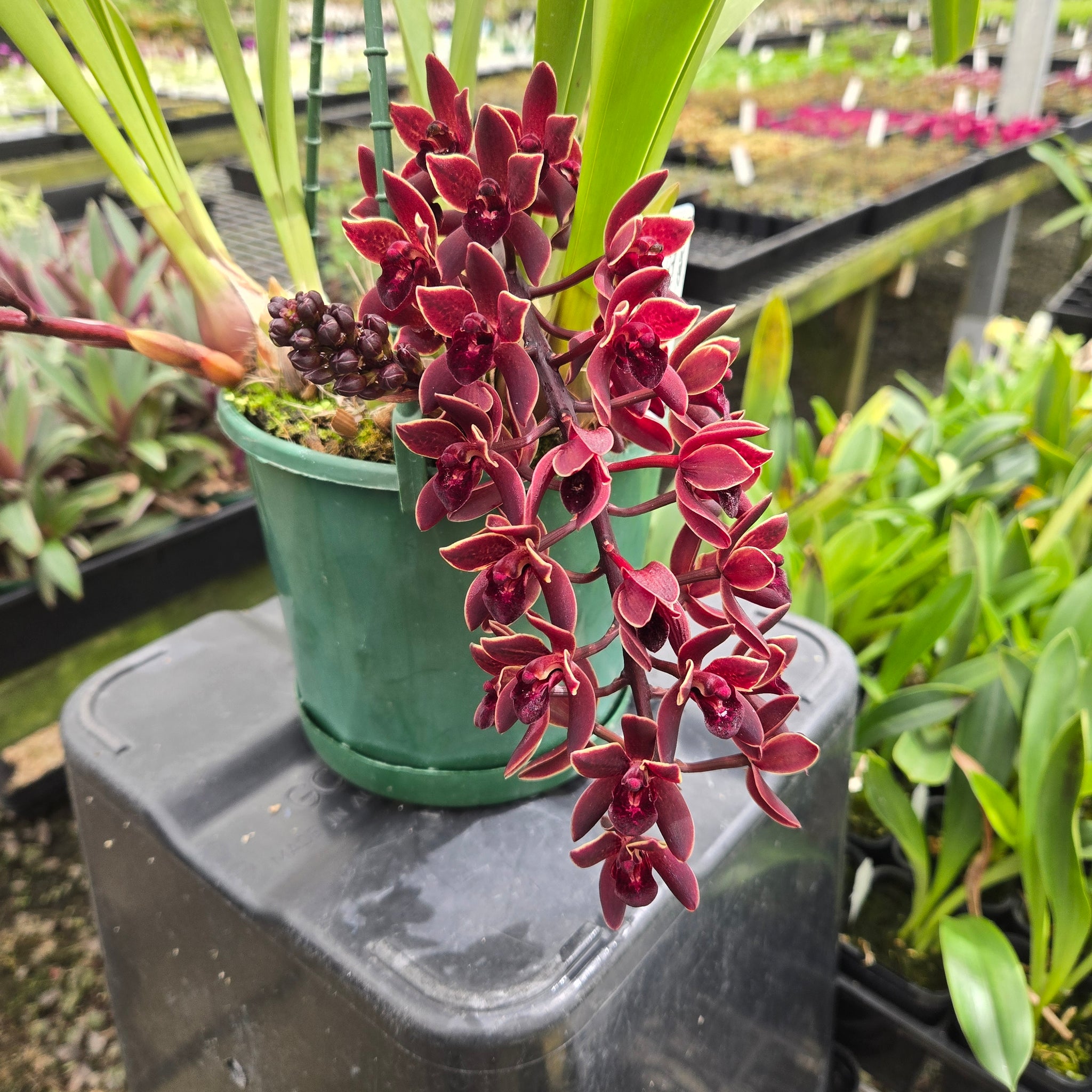Cymbidium Black Stump ‘Come In Spinner’ × floribundium orchid showing deep burgundy-red flowers with a glossy, near-black finish and arching spike.