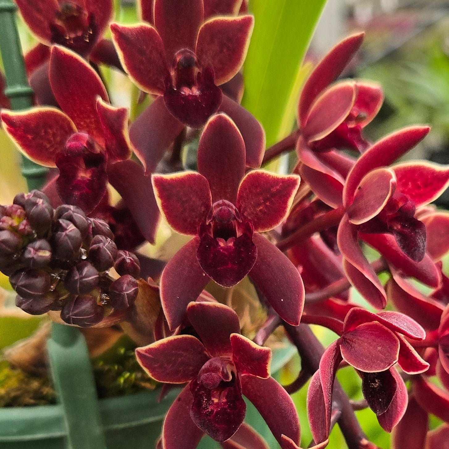 Cymbidium Black Stump ‘Come In Spinner’ × floribundium orchid showing deep burgundy-red flowers with a glossy, near-black finish and arching spike.