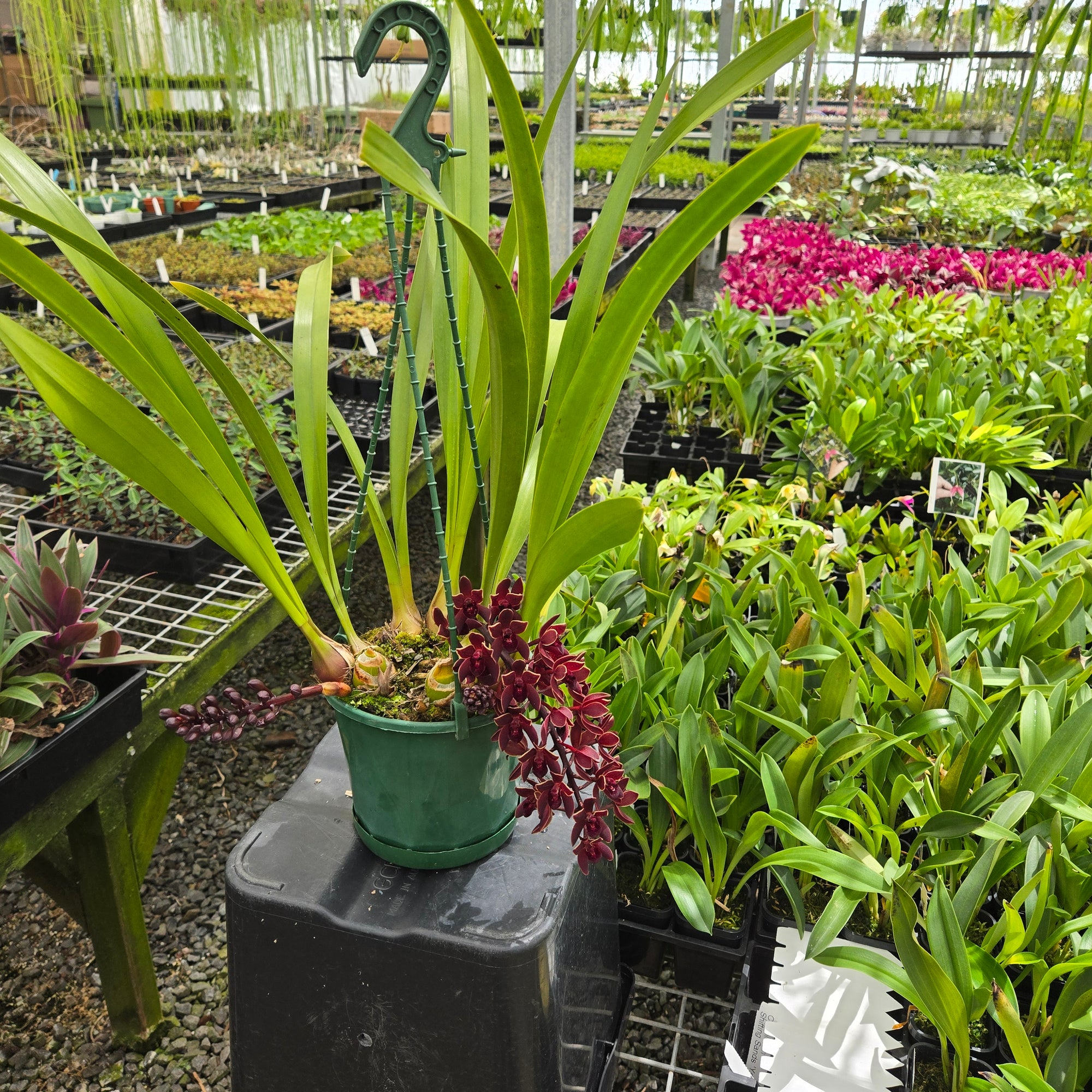 Cymbidium Black Stump ‘Come In Spinner’ × floribundium orchid showing deep burgundy-red flowers with a glossy, near-black finish and arching spike.