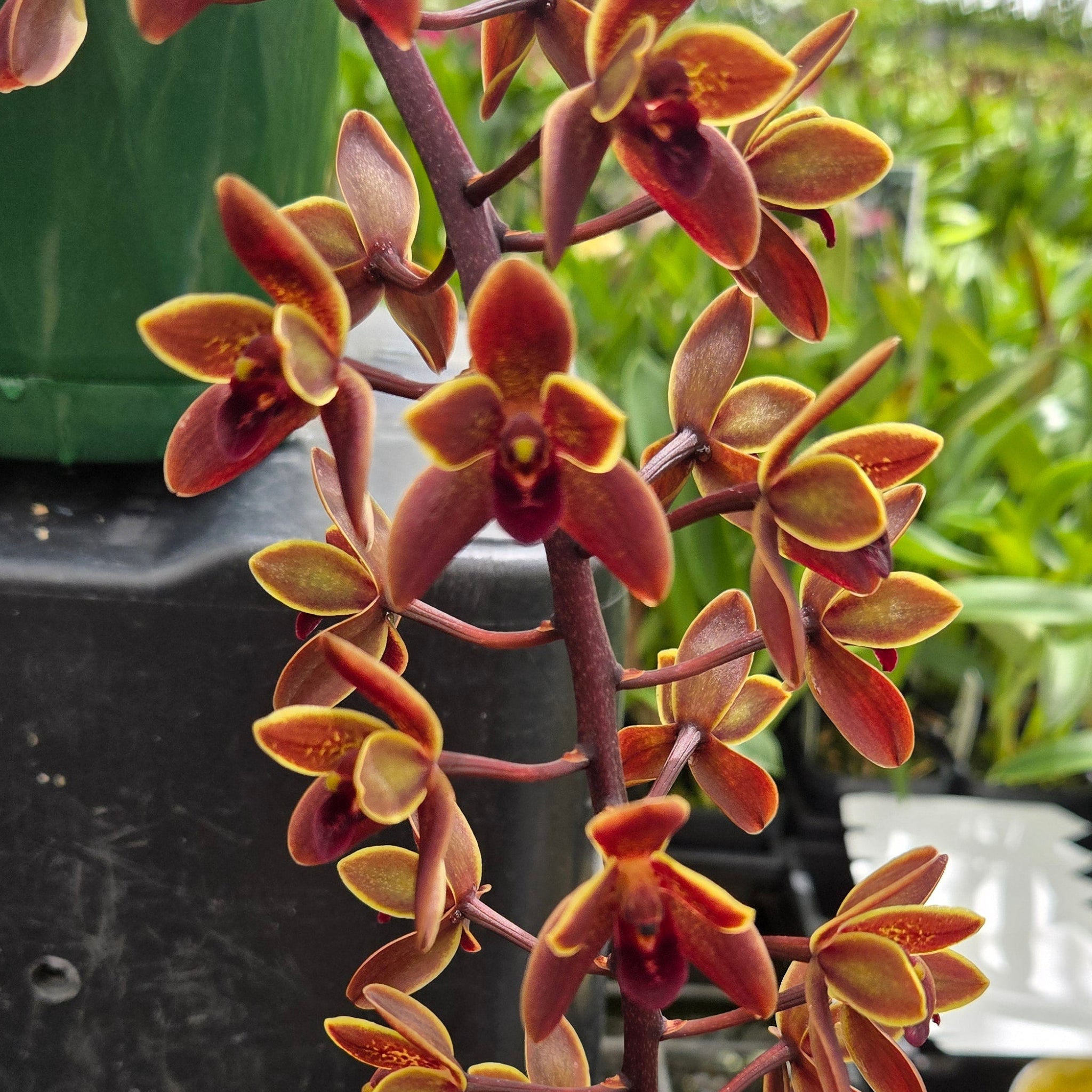 Cymbidium Black Stump ‘Come In Spinner’ × suave orchid in flower showing deep burgundy-red blooms with a glossy texture and cascading spike.
