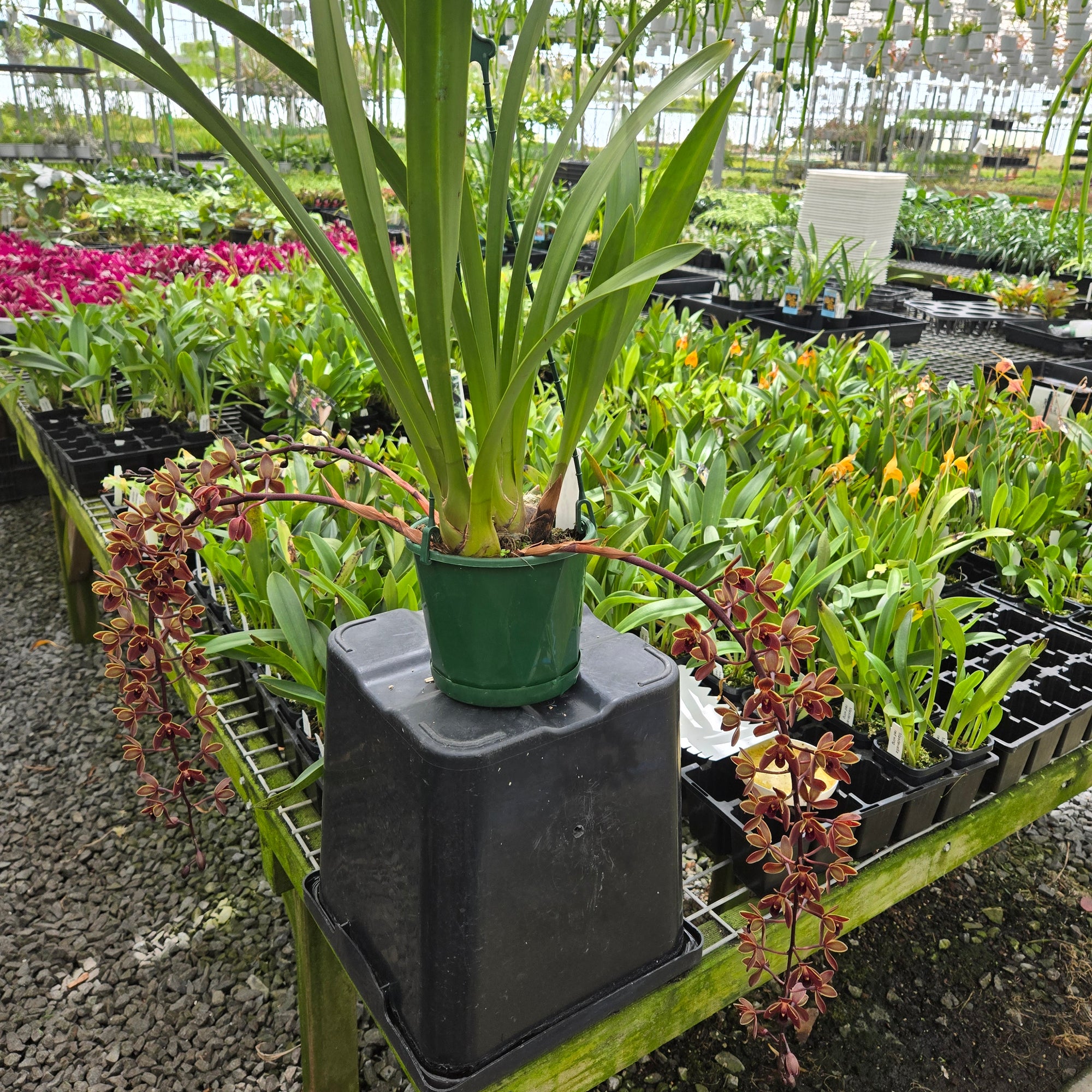Cymbidium Black Stump ‘Come In Spinner’ × suave orchid in flower showing deep burgundy-red blooms with a glossy texture and cascading spike.