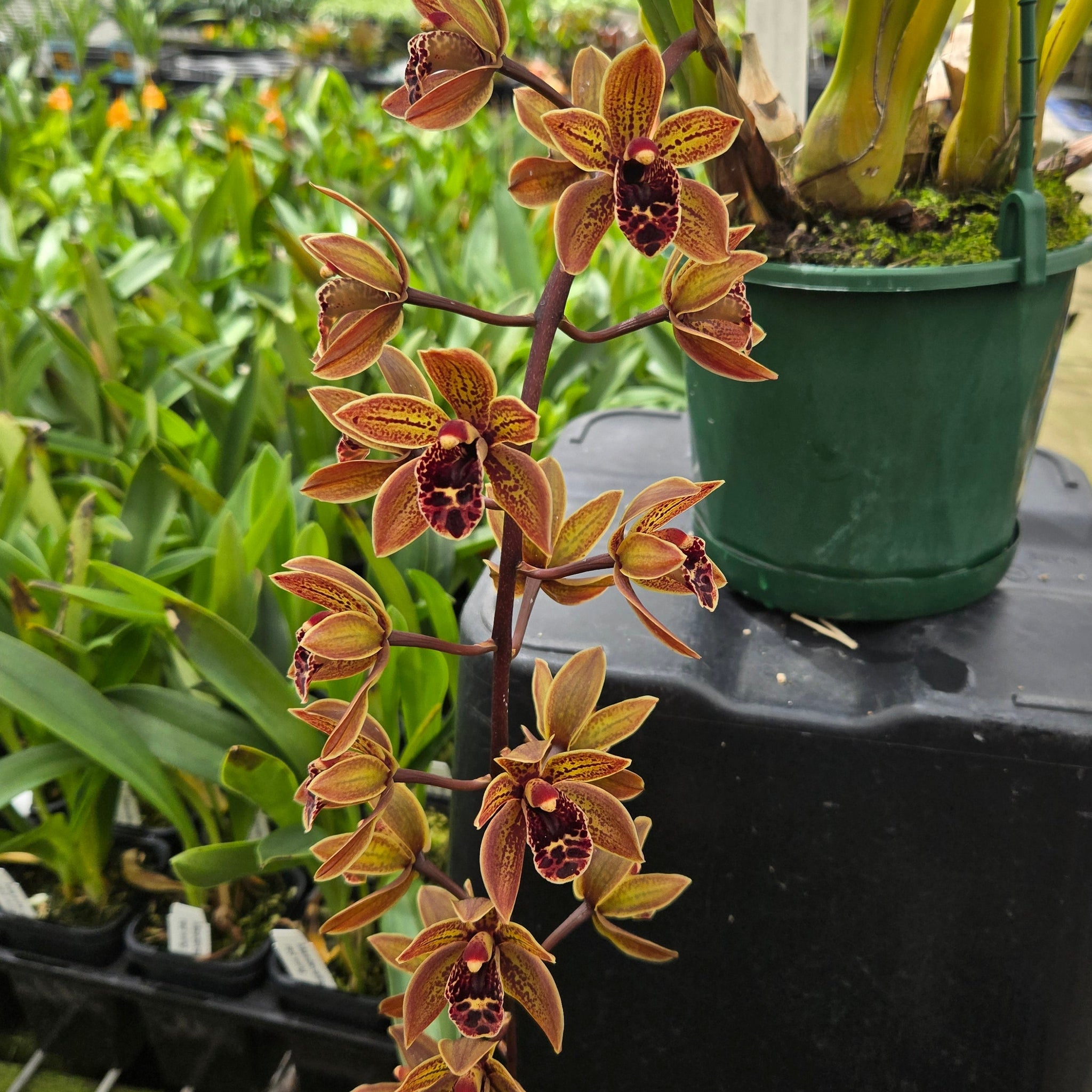 Cymbidium Piccaninny ‘Measles’ × devonianum – Rare Collector’s Cymbidium (One Only)