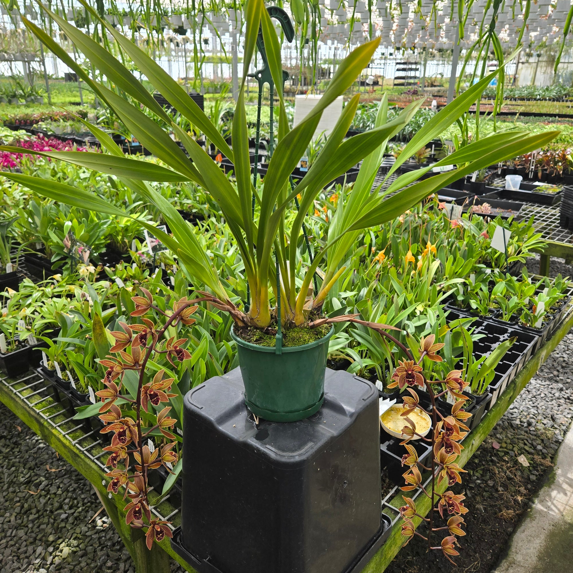 Cymbidium Piccaninny ‘Measles’ × devonianum orchid in flower, showing golden-brown petals with burgundy spotting and a dark patterned lip.