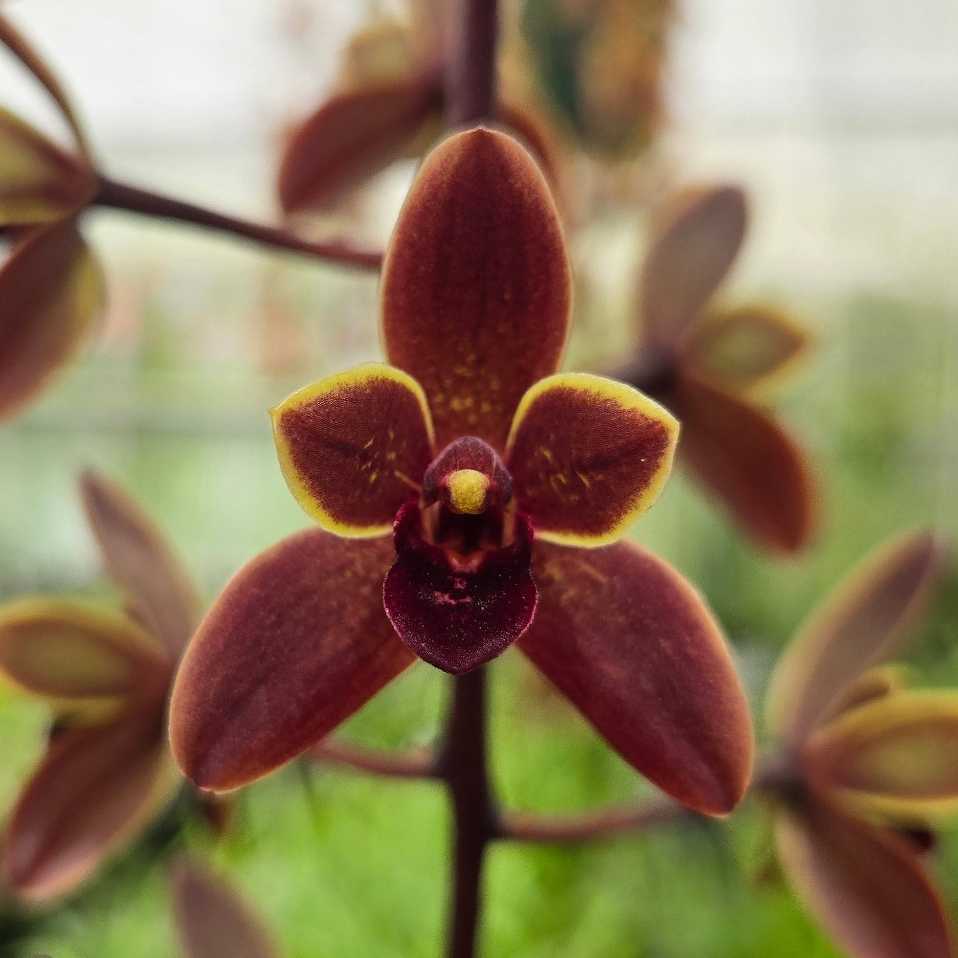 Cymbidium (Black Stump 'Come In Spinner' × suave) × devonianum