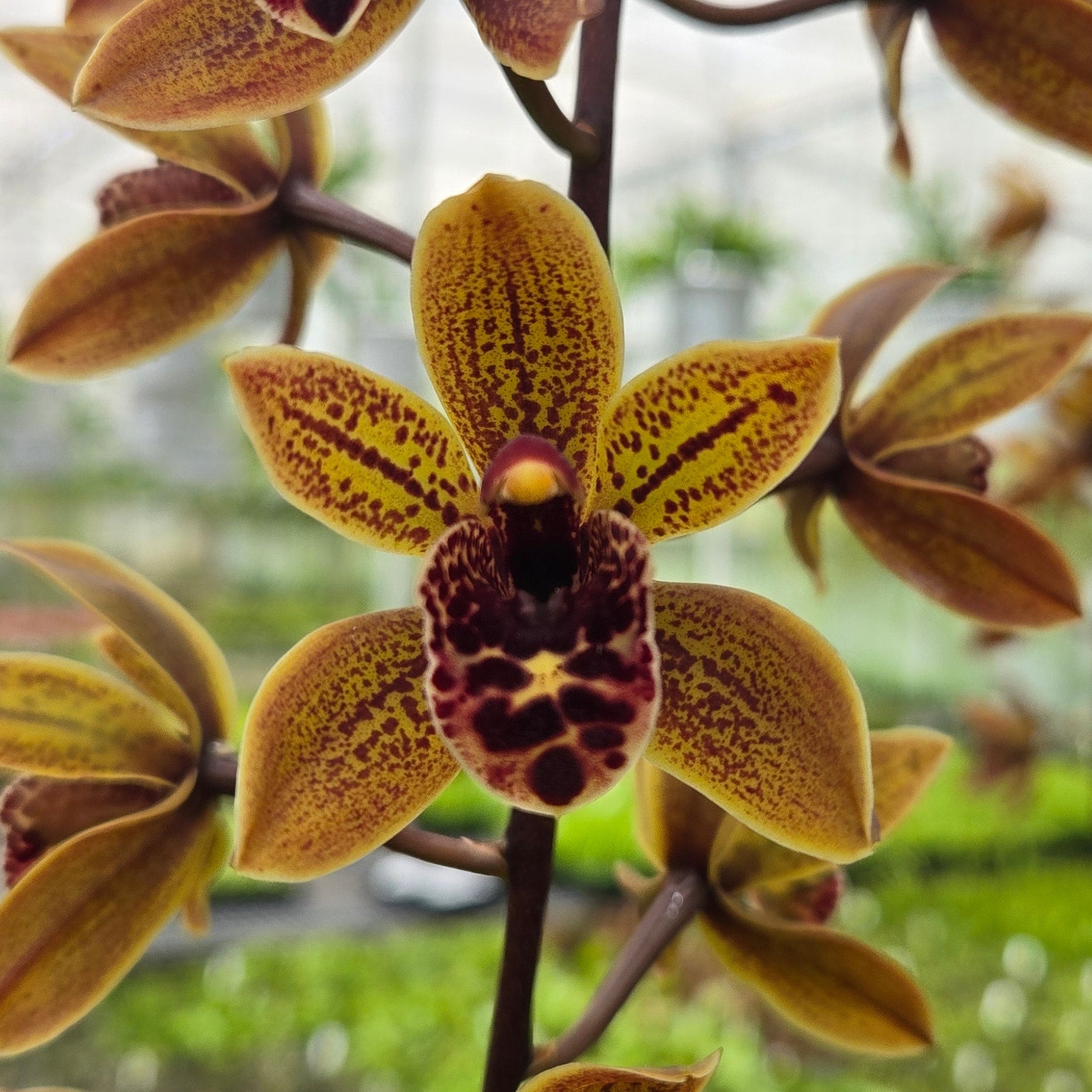 Cymbidium Piccaninny ‘Measles’ × devonianum orchid in flower, showing golden-brown petals with burgundy spotting and a dark patterned lip.