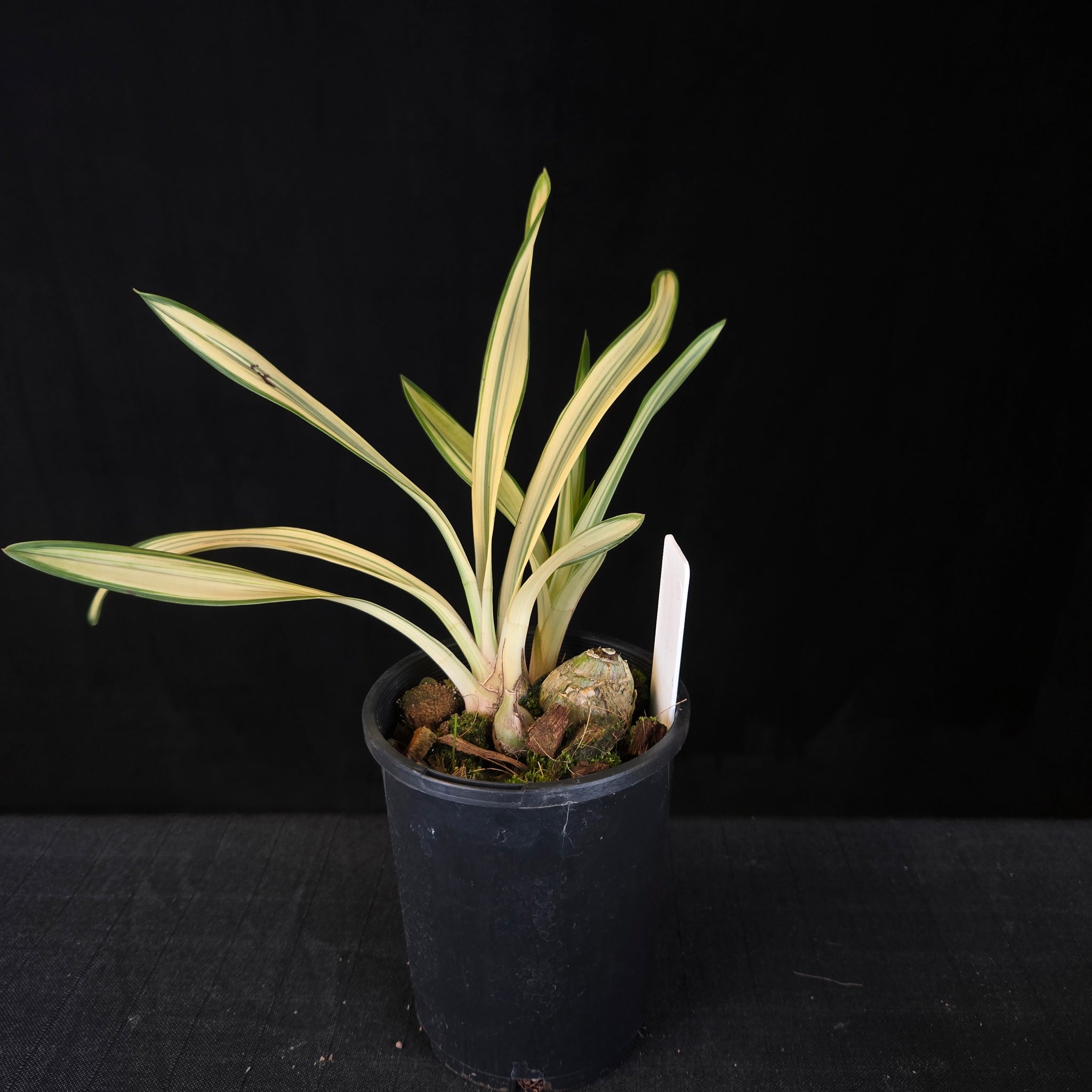 Cymbidium Rotorua 'Spell Bound' Variegated with feathered blooms. Extremely rare offering.