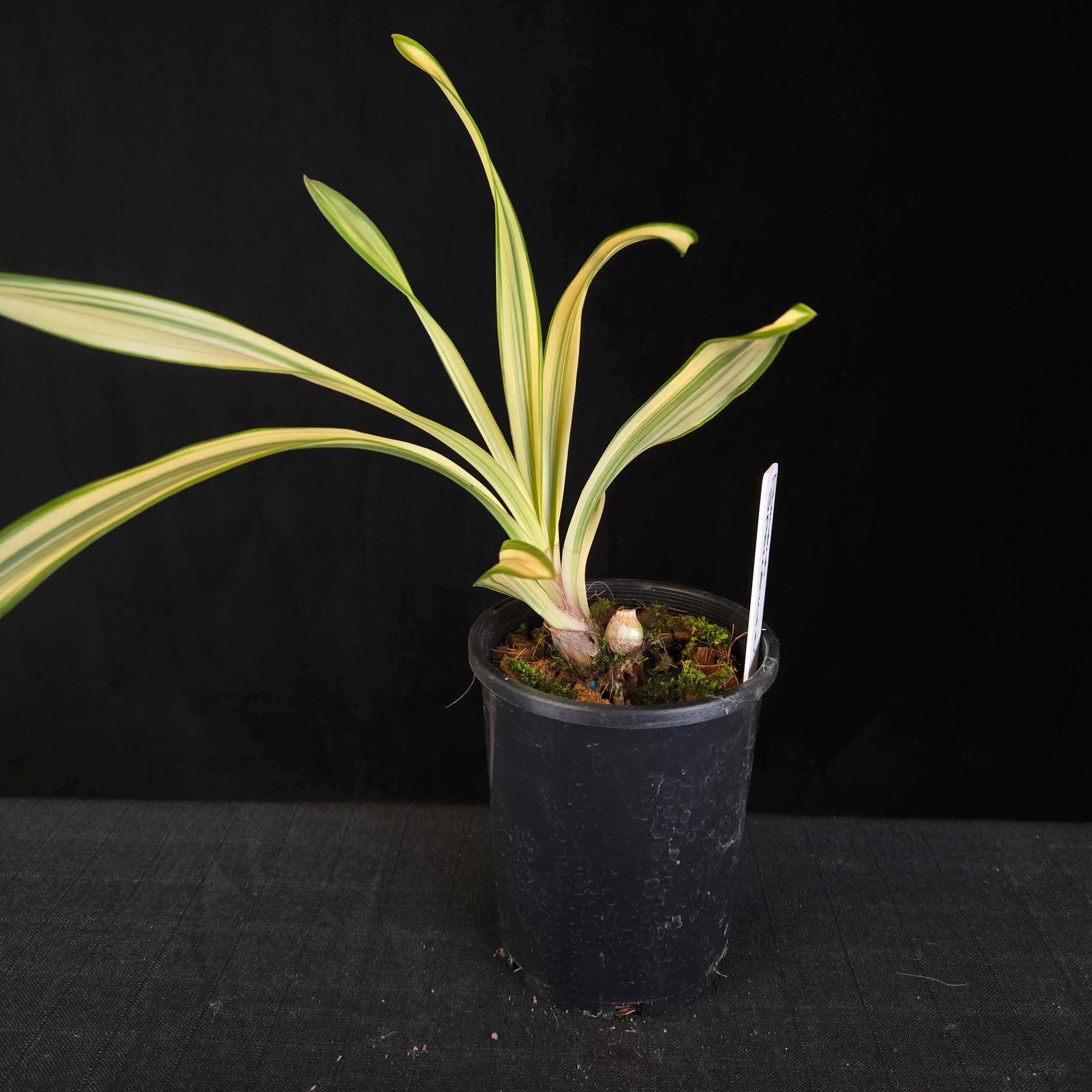 Cymbidium Rotorua 'Spell Bound' Variegated with feathered blooms. Extremely rare offering.