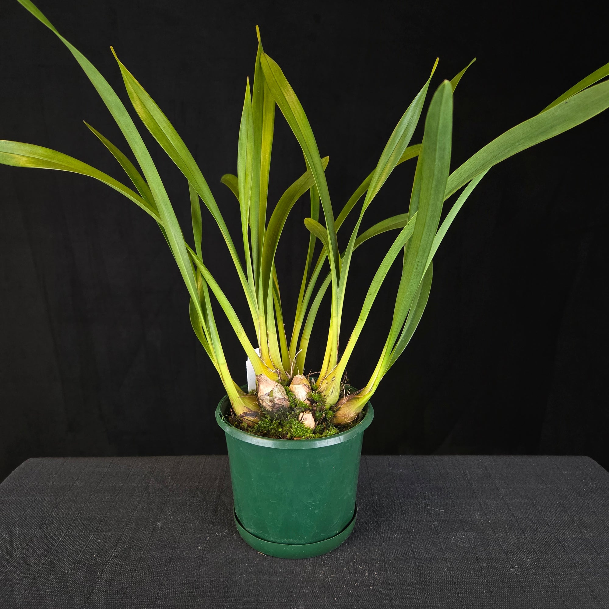 Cymbidium Little Sarah 'Freak Scene' - One Off Specials