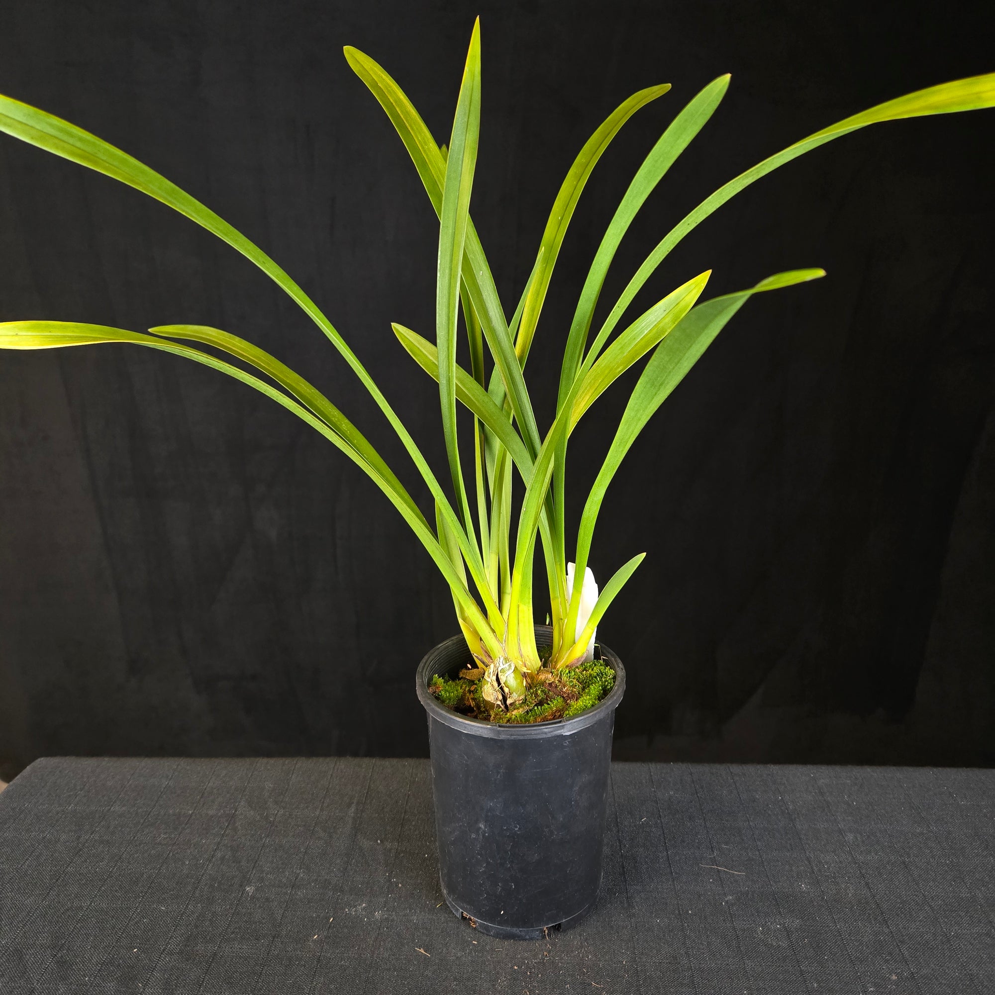 Cymbidium Little Sarah 'Freak Scene' - One Off Specials