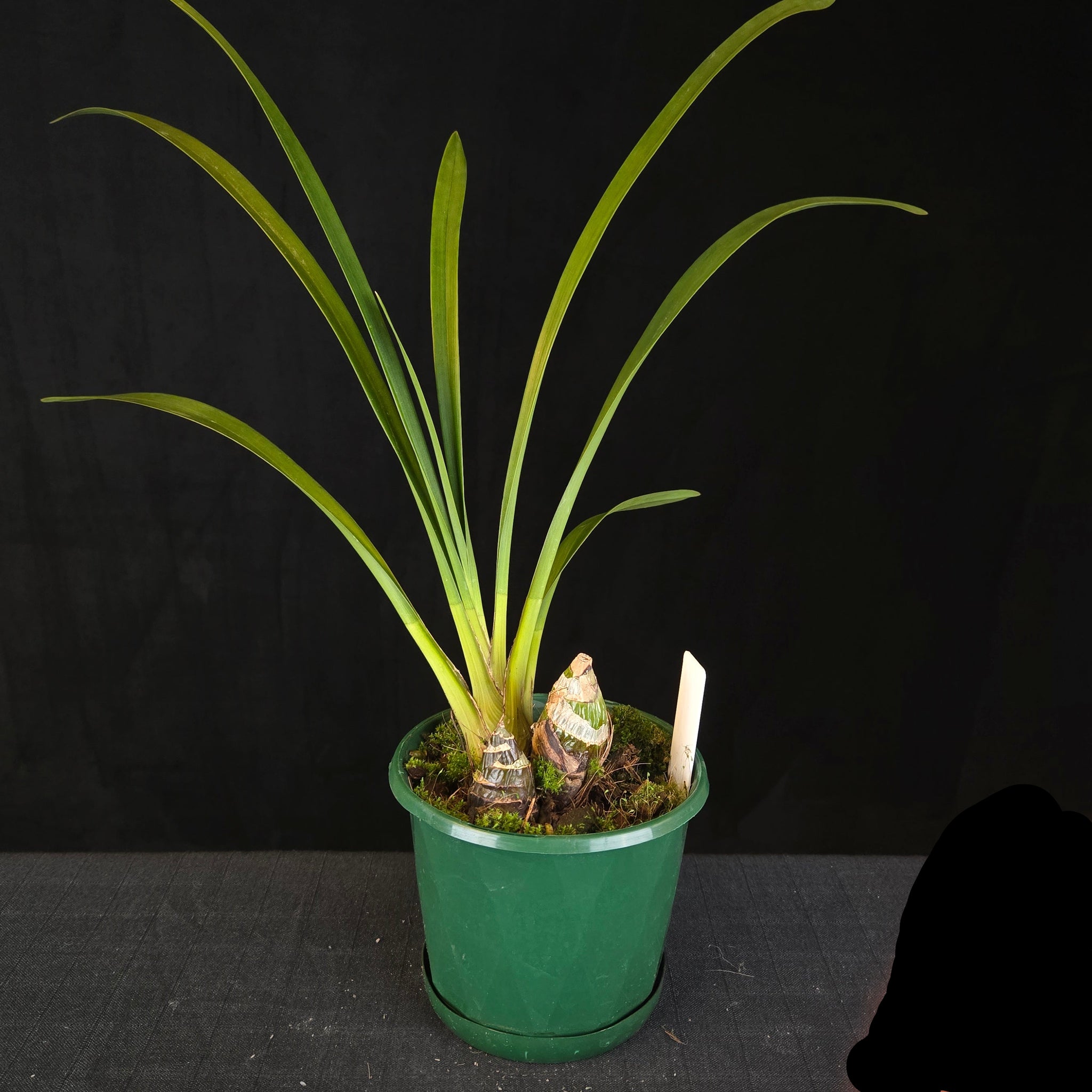 Cymbidium Maluka Baby Pink Peloric - One Off Special