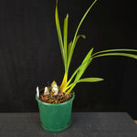 Cymbidium Maluka Baby Pink Peloric - One Off Special