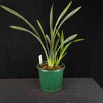 Cymbidium Little Sarah 'Freak Scene' - One Off Specials