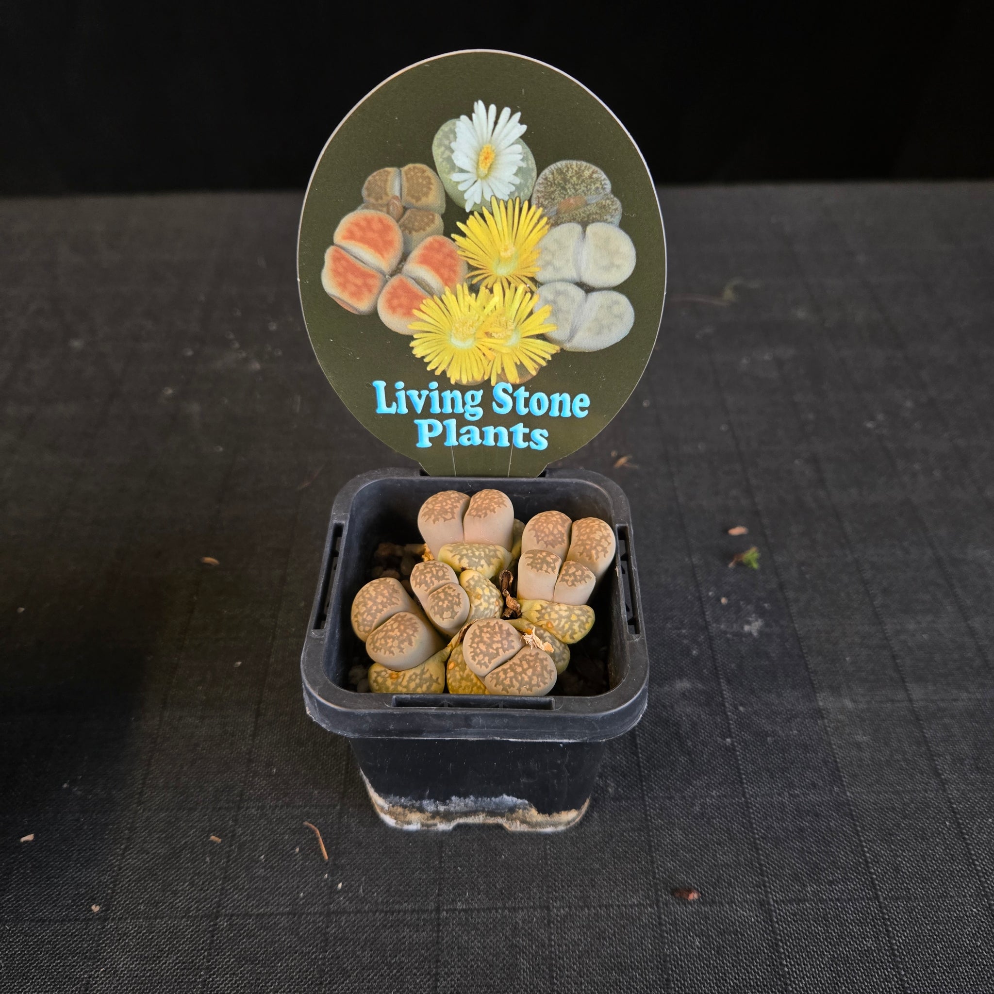 Lithops Living Stone Plants