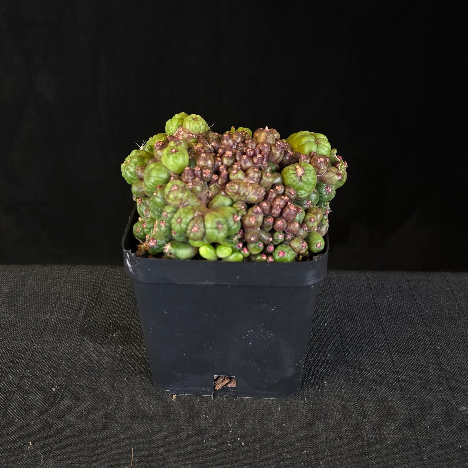 Mammillaria bocasana ‘Fred’ large mature specimen cactus in pot, showing dense clustered growth.