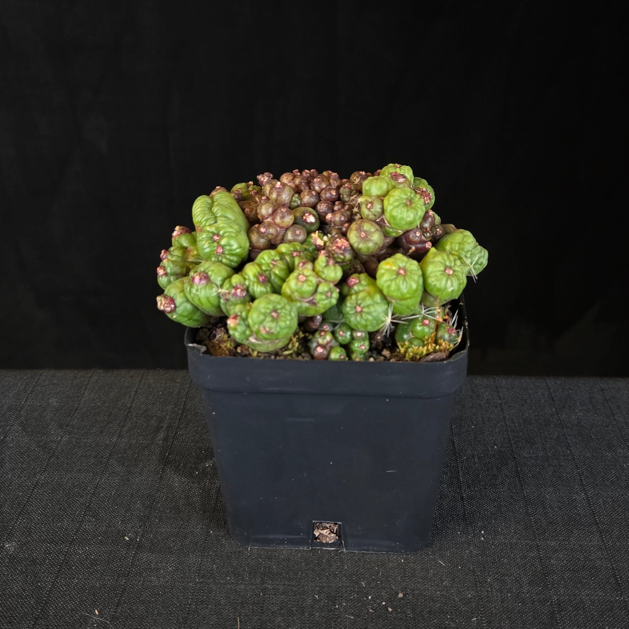 Mammillaria bocasana ‘Fred’ large mature specimen cactus in pot, showing dense clustered growth.