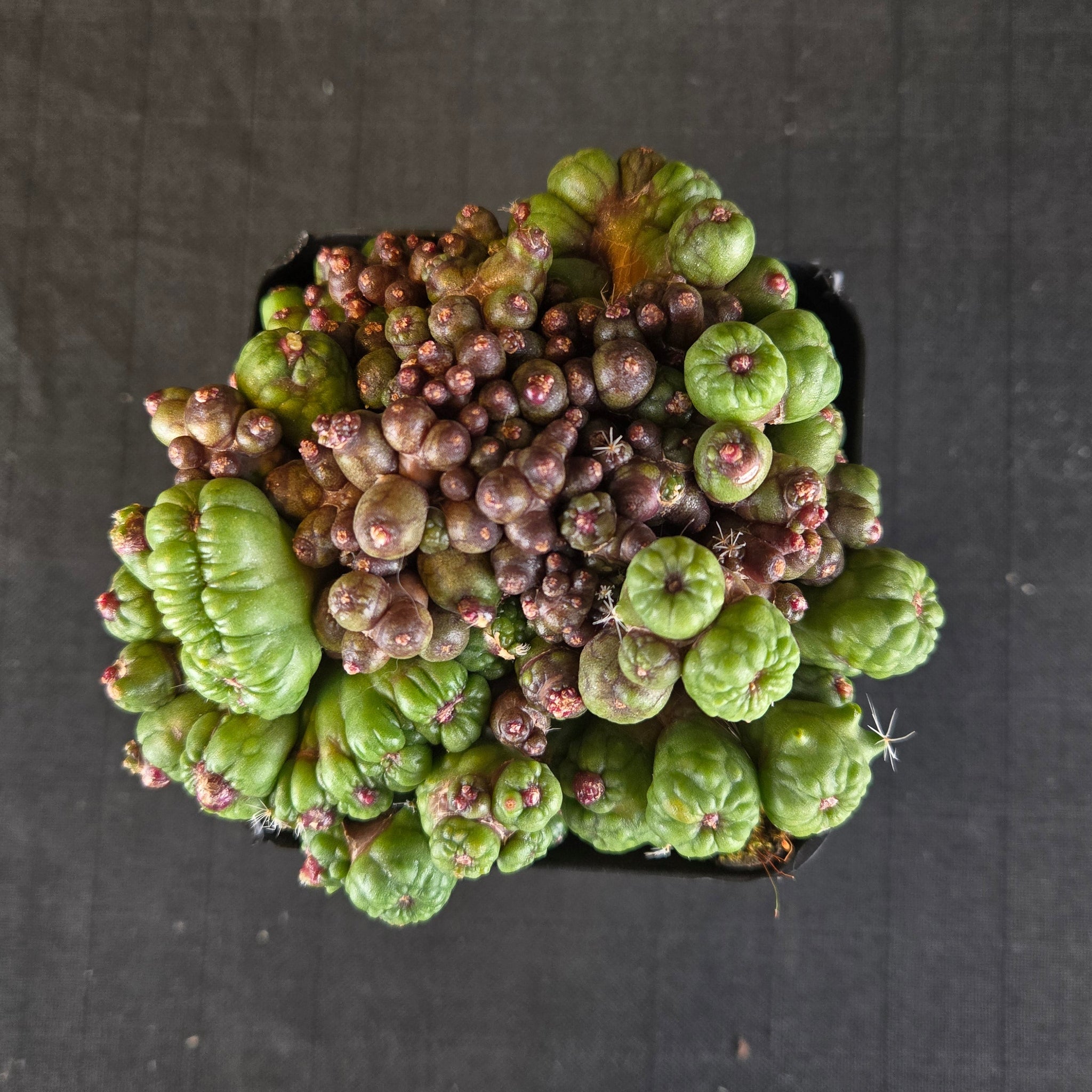 Top view of Mammillaria bocasana ‘Fred’ showing sculptural, irregular form with green and purple tones.