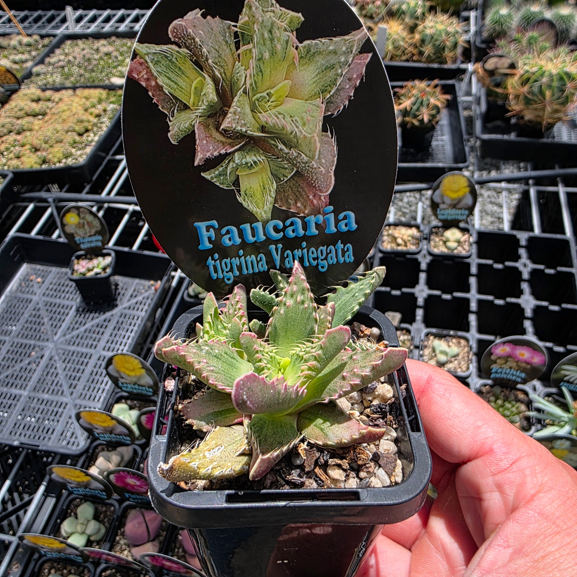 Faucaria tigrina Variegata