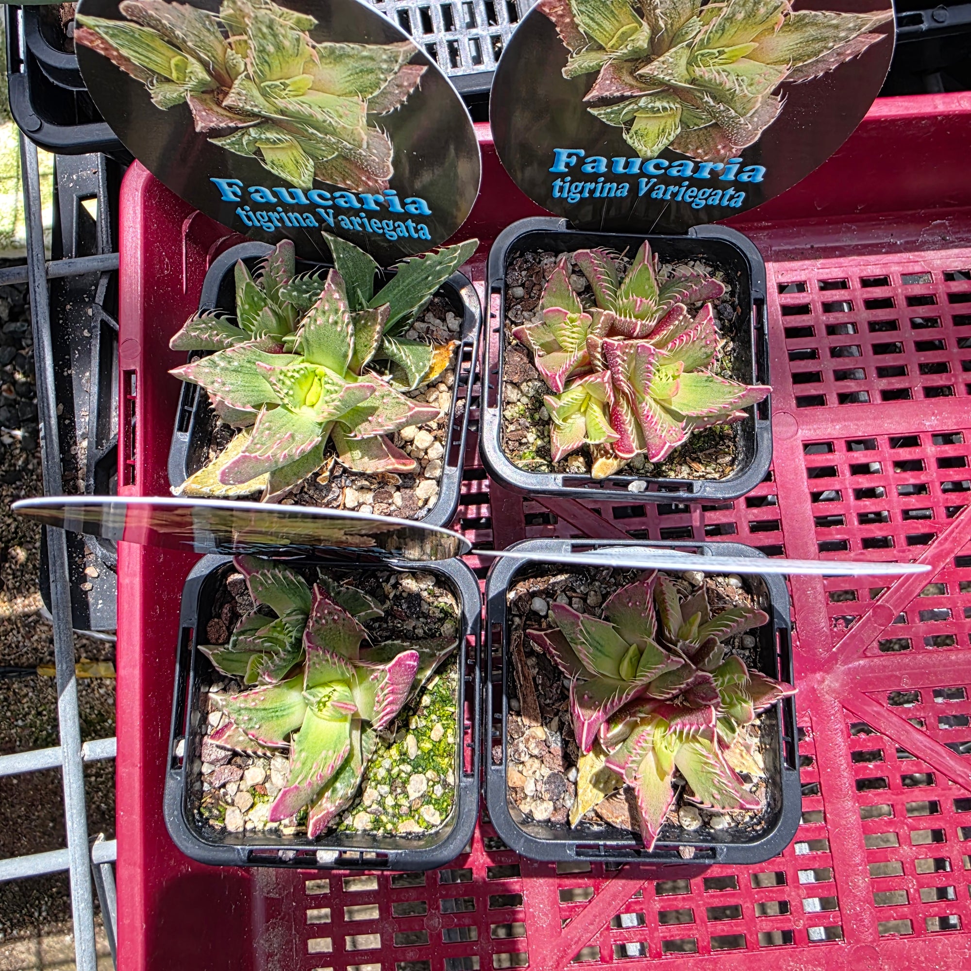 Faucaria tigrina Variegata