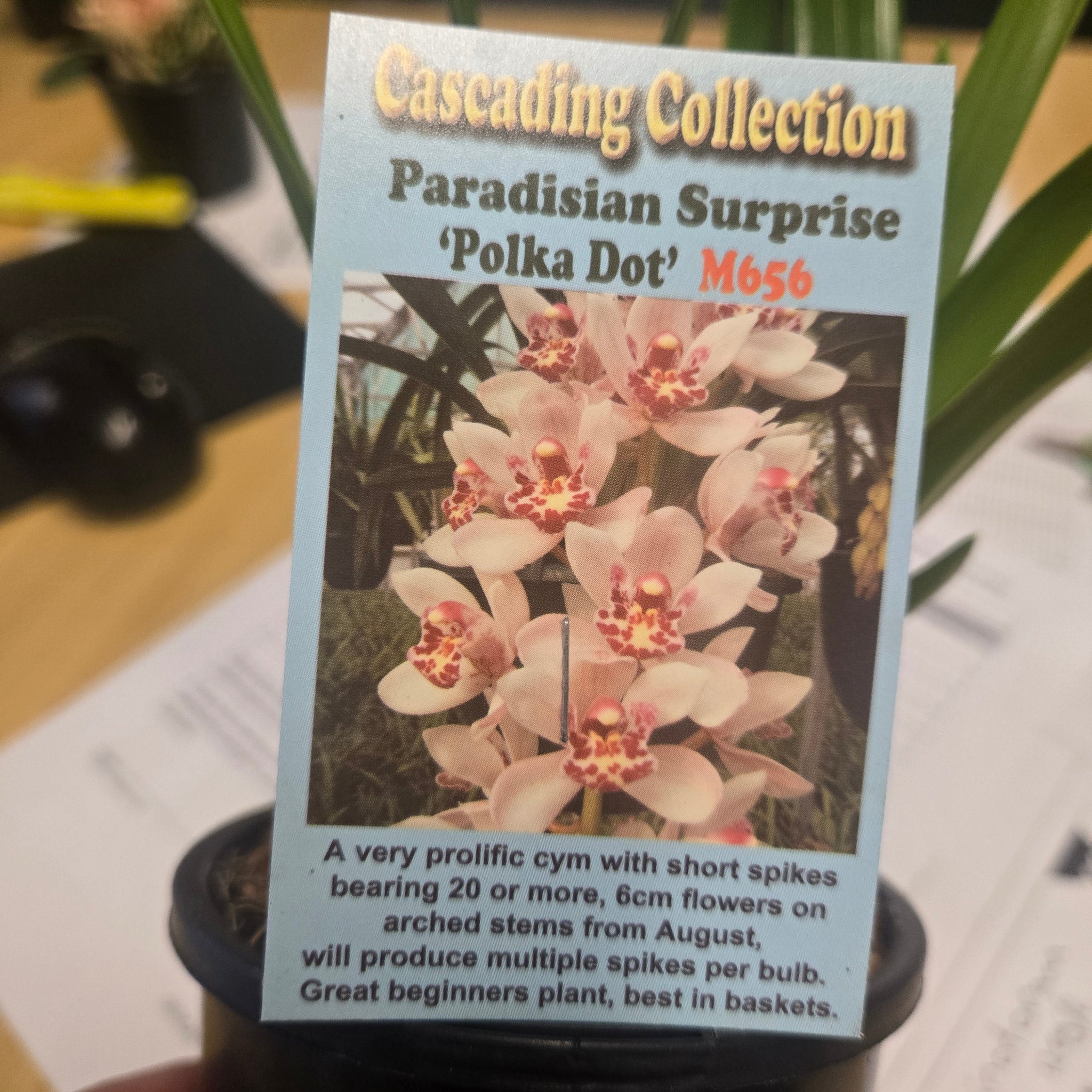 Cymbidium Paradisian Surprise 'Polka Dot'