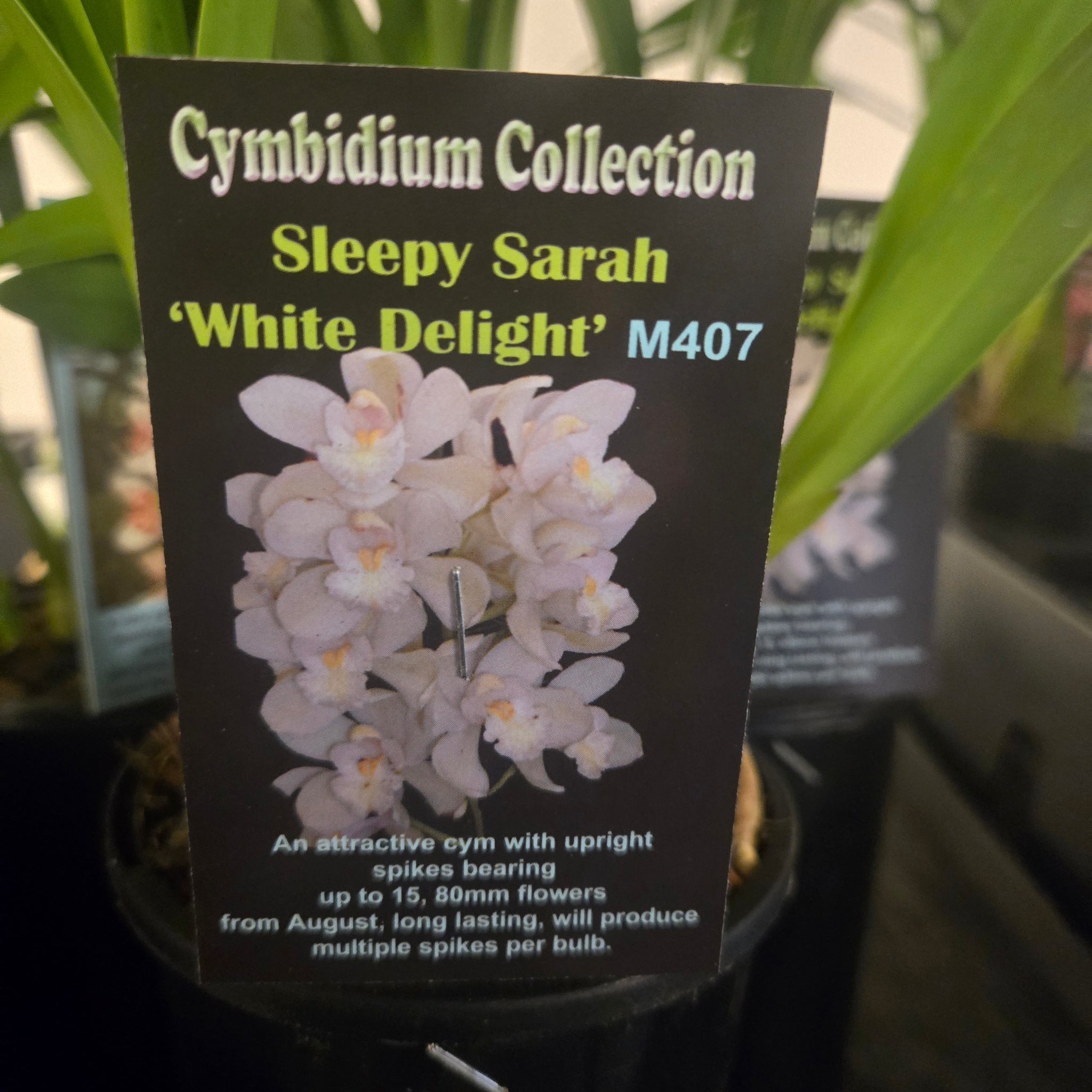 Cymbidium Sleepy Sarah 'White Delight'