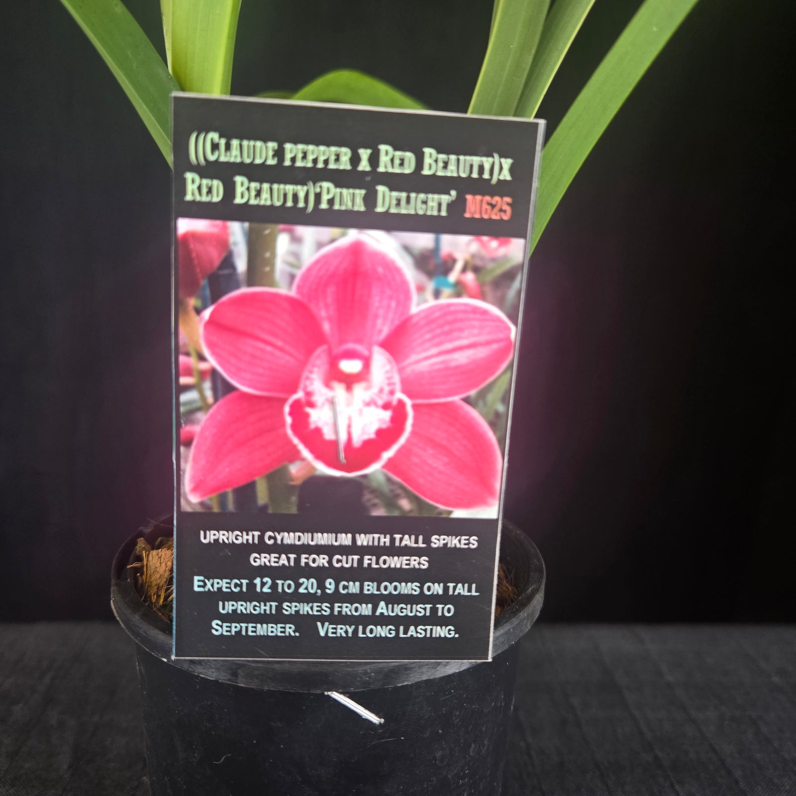 Cymbidium 'Pink Delight'