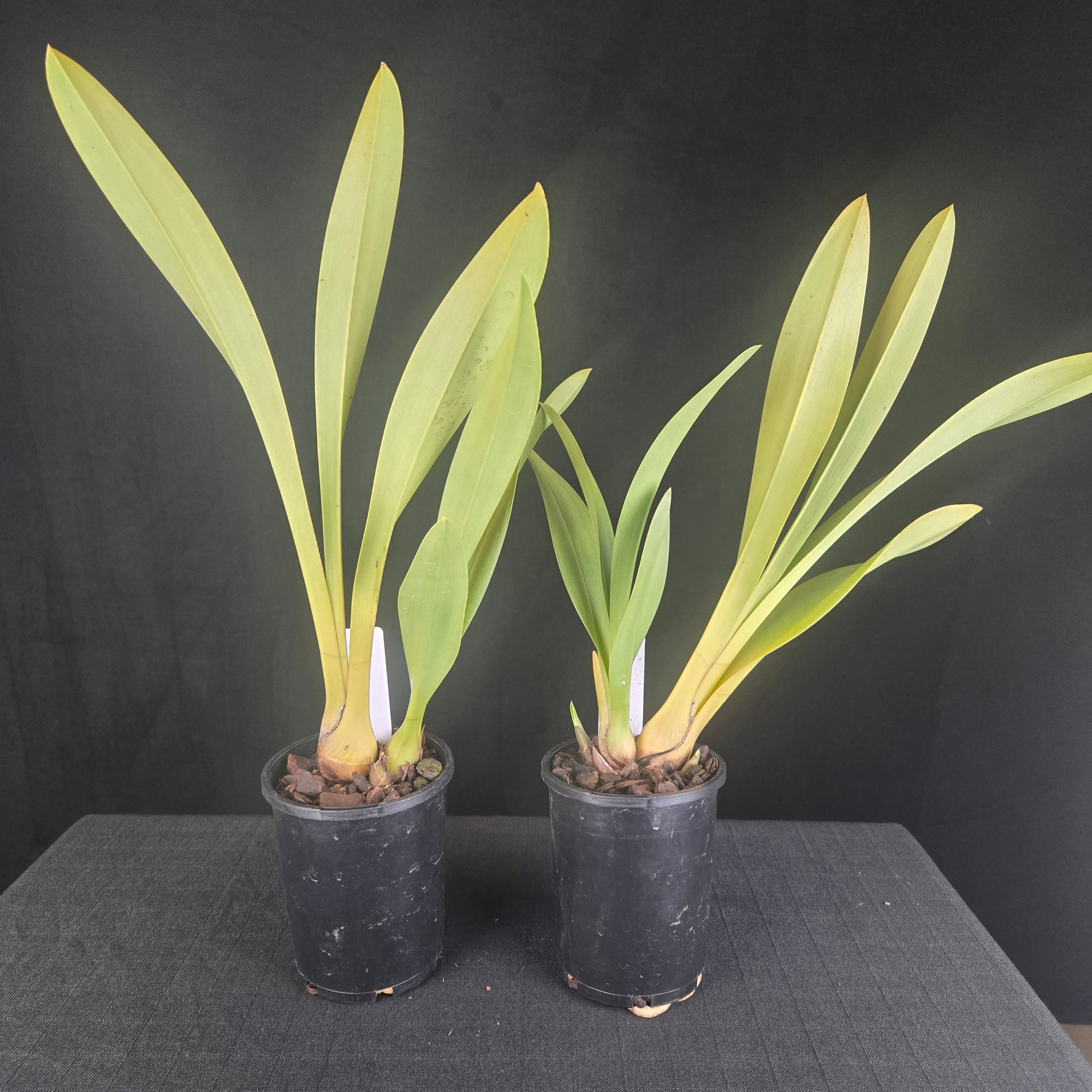 Cymbidium Pied Piper – Rare Primary Hybrid