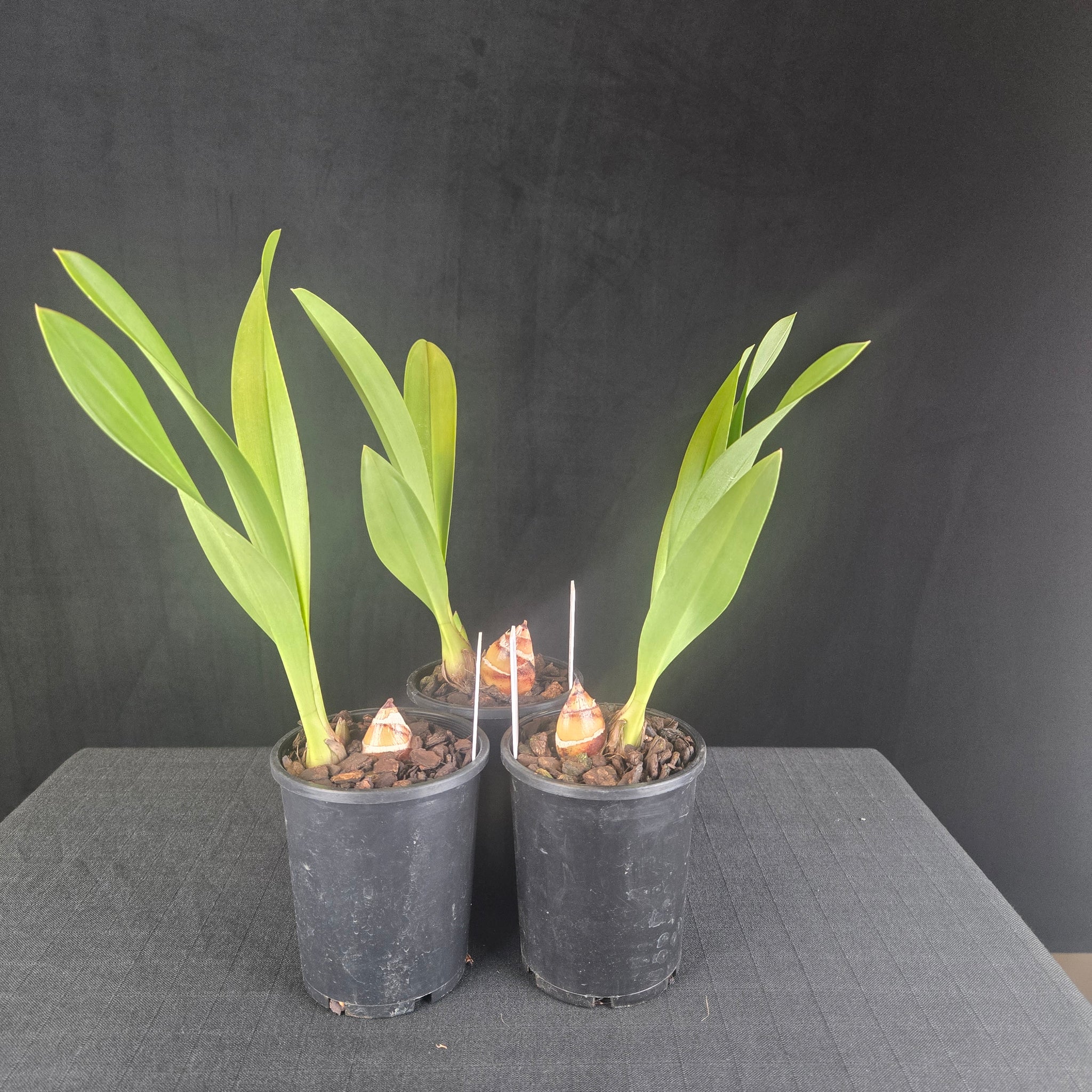 Cymbidium Pied Piper – Rare Primary Hybrid