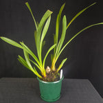 Cymbidium Little Sarah 'Freak Scene' - One Off Specials