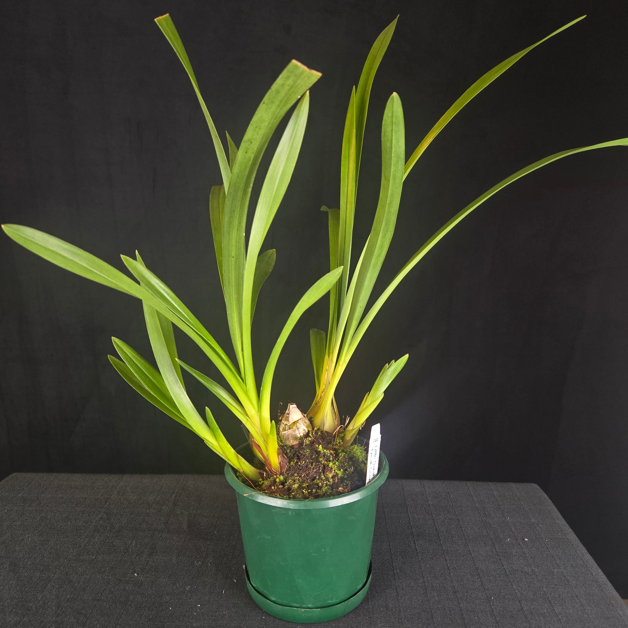 Cymbidium Little Sarah 'Freak Scene' - One Off Specials