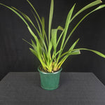 Cymbidium Little Sarah 'Freak Scene' - One Off Specials