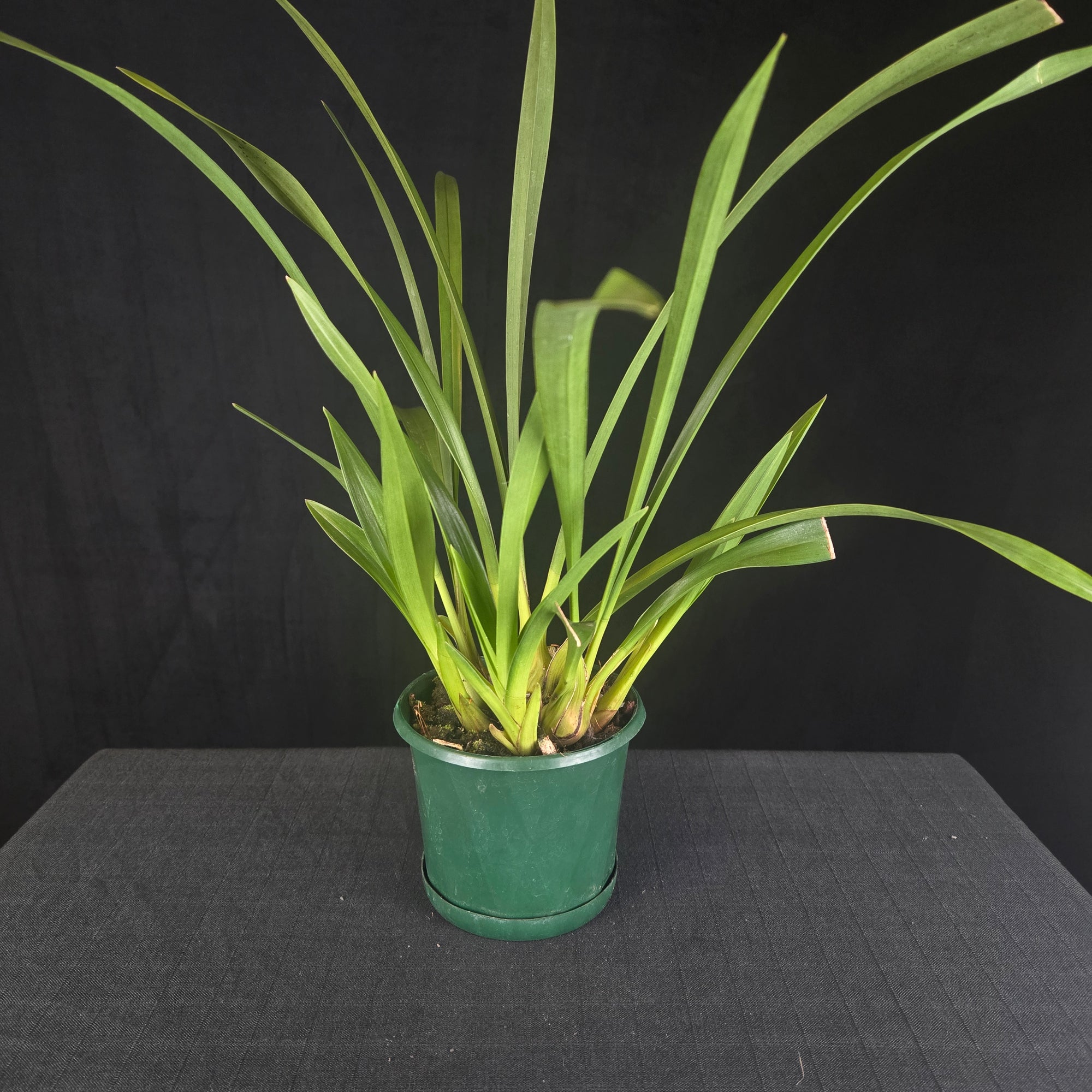 Cymbidium Little Sarah 'Freak Scene' - One Off Specials