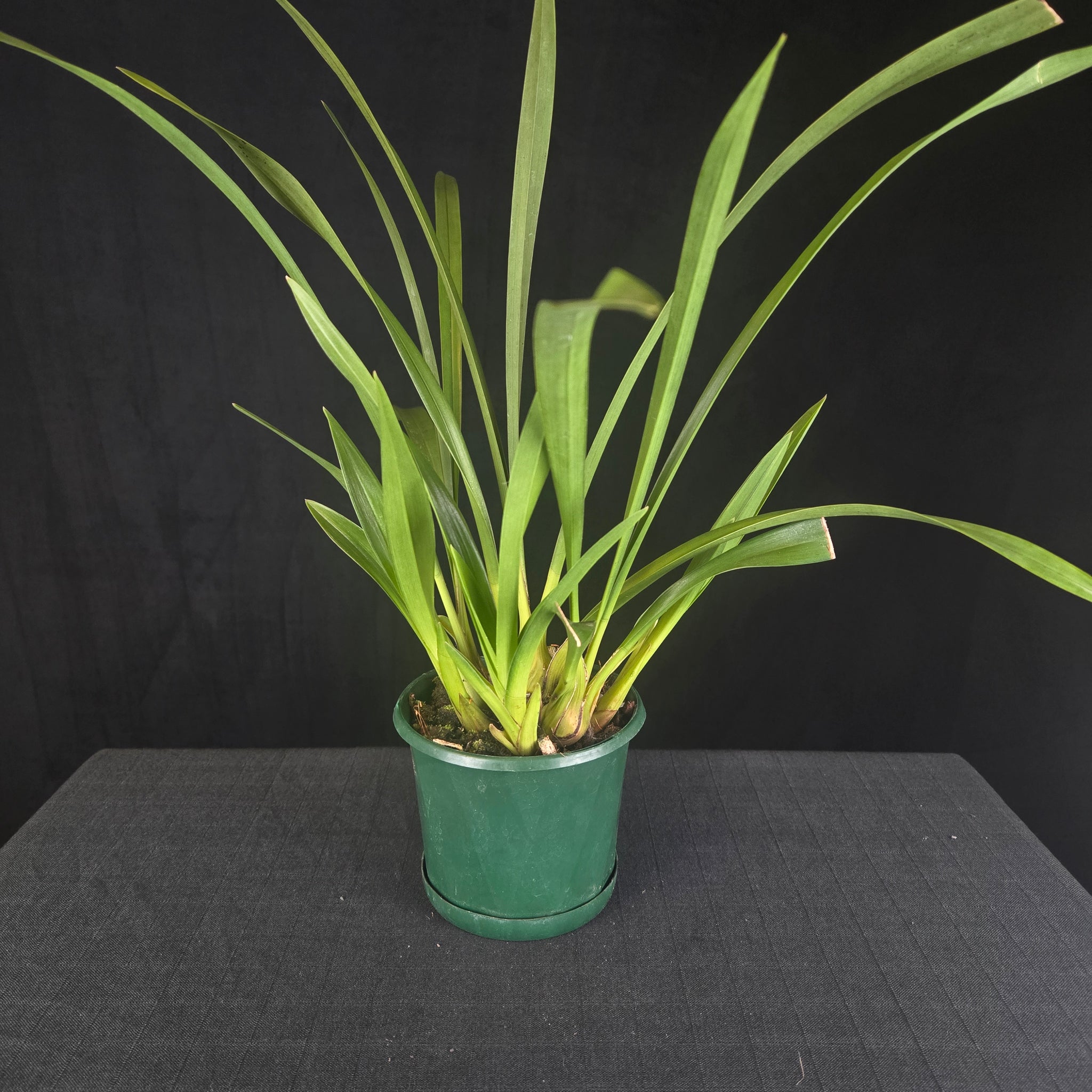 Cymbidium Little Sarah 'Freak Scene' - One Off Specials