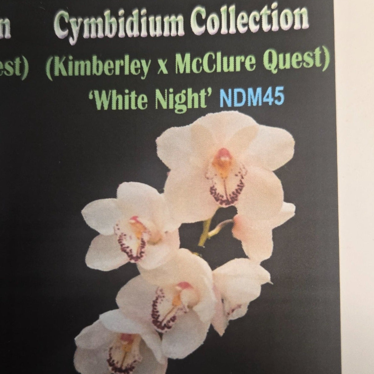 Cymbidium (Kimberley × McClure Quest) 'White Night'