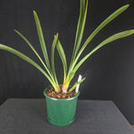Cymbidium Cani Hugh × Cymbidium devonianum