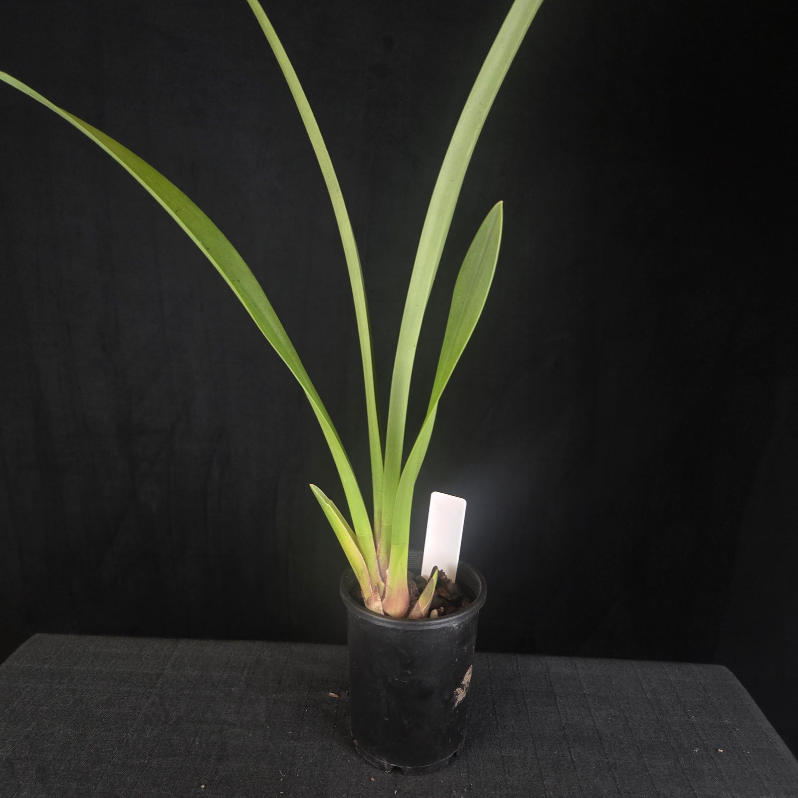 Cymbidium Black Stump 'Howzat' - One Off Special