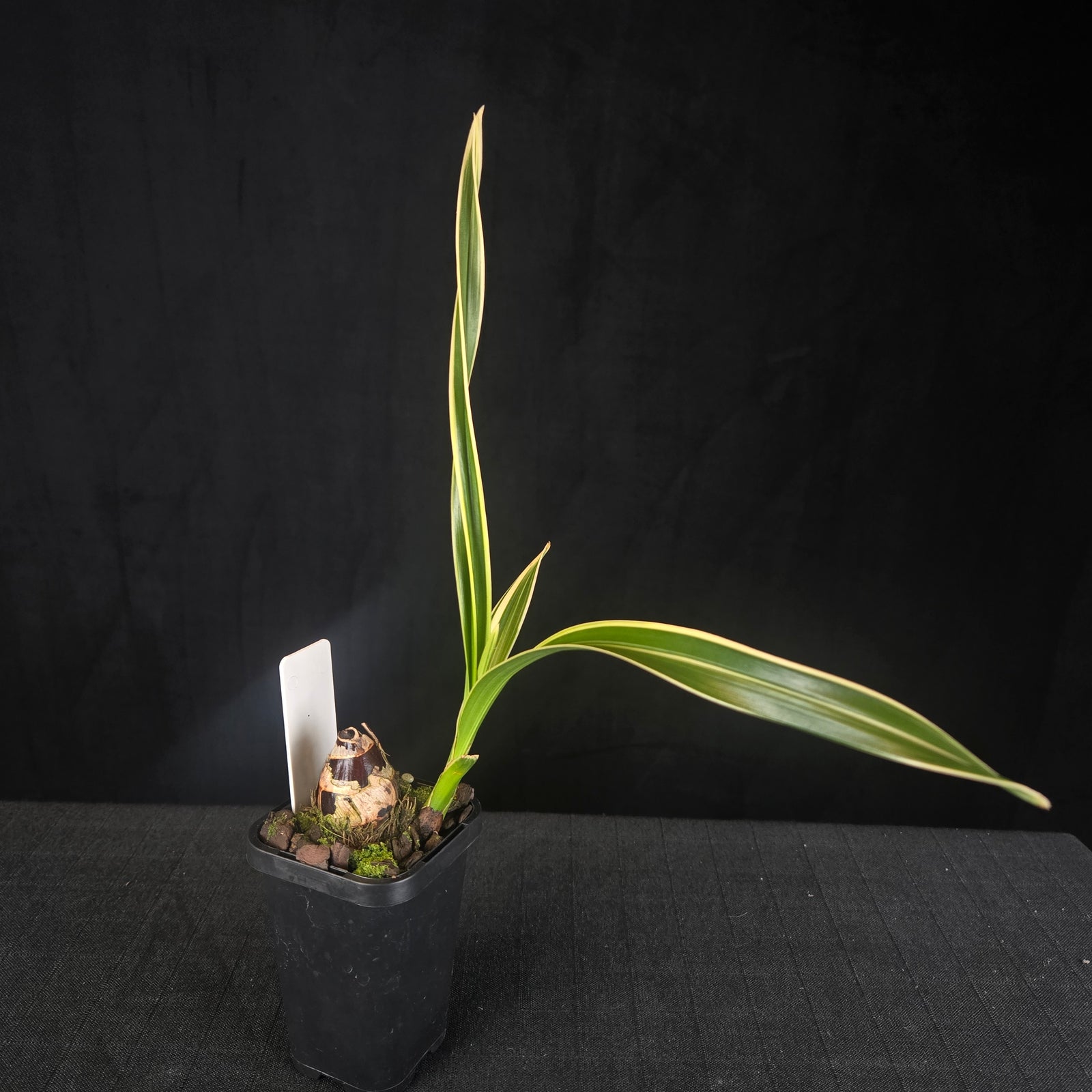 Cymbidium Sarah Jean 'Peach' Variegated