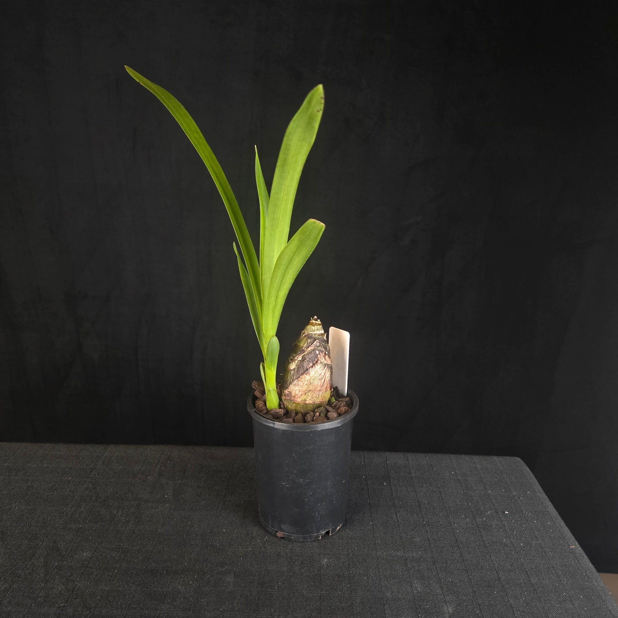 Cymbidium Rocky Road 'Gotcha'