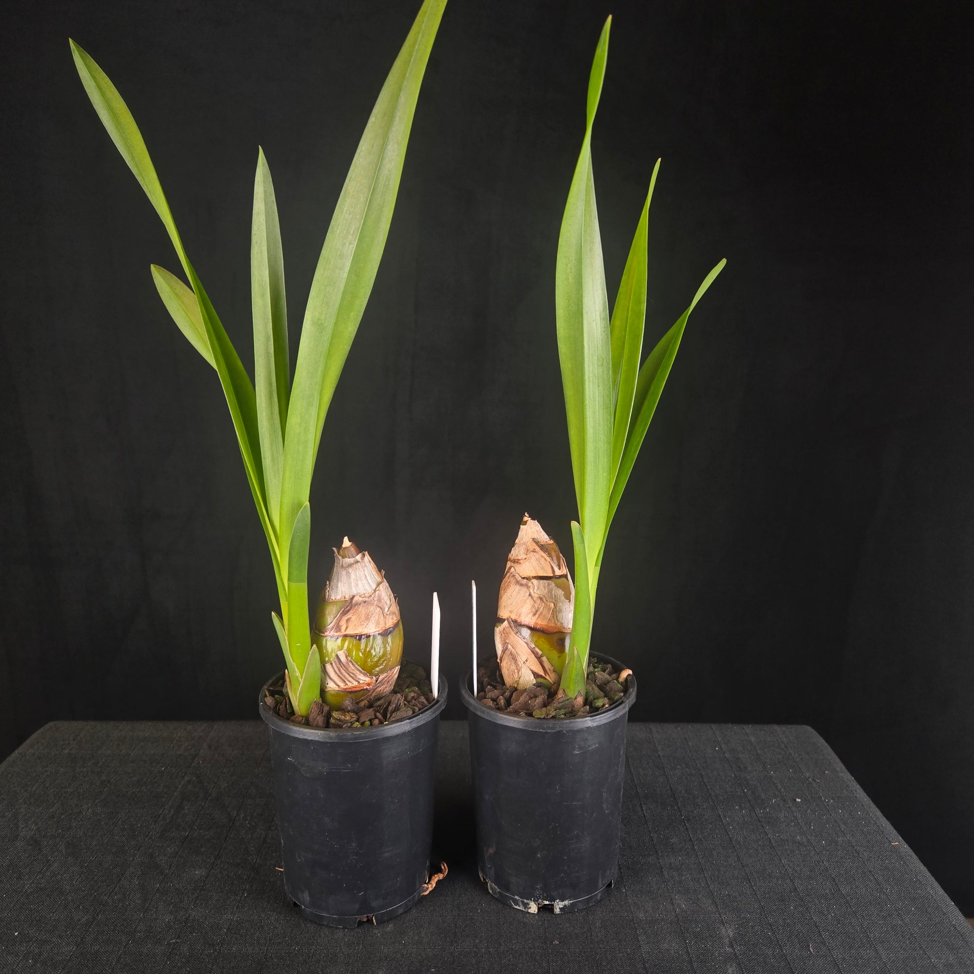 Cymbidium Funky Devon 'Debonair'