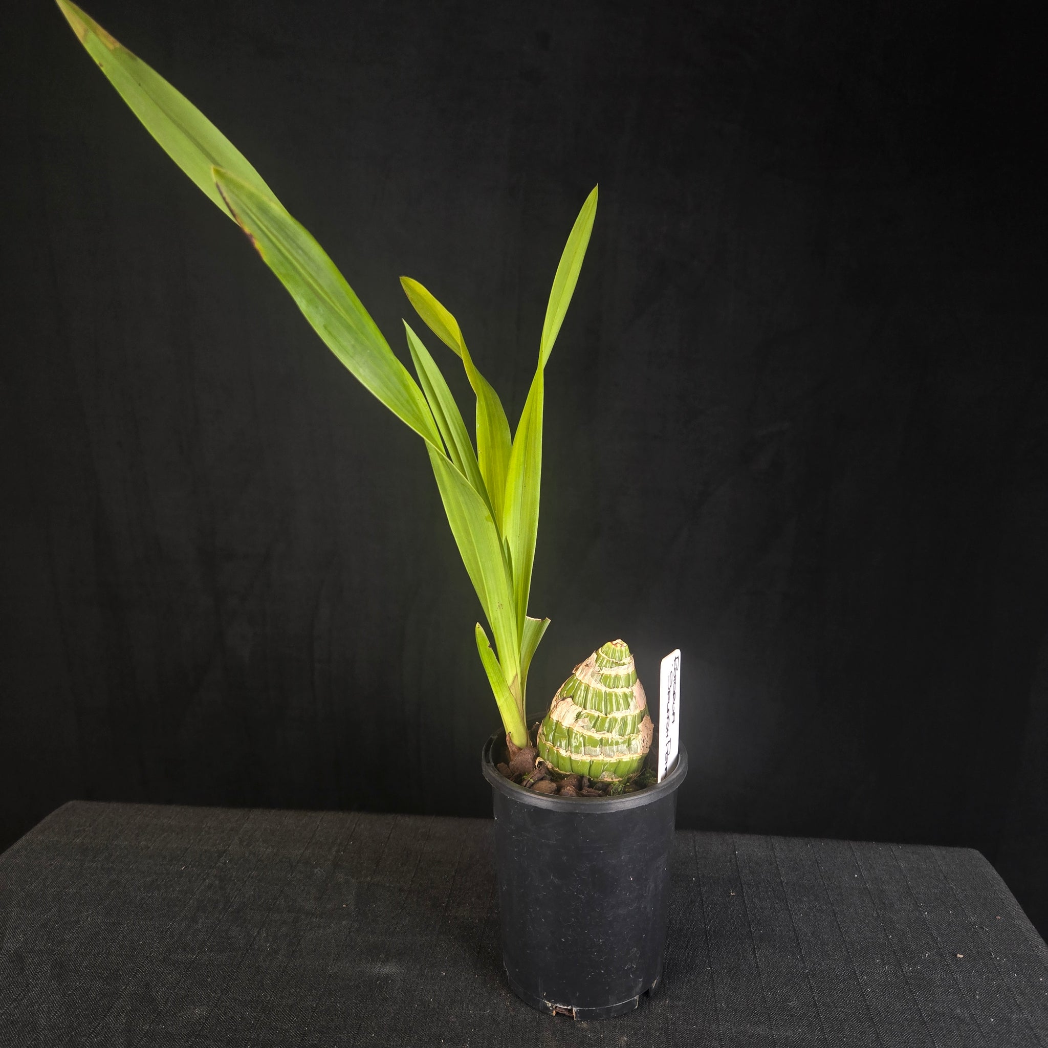 Cymbidium Rotorua Rose 'Splash Petal'