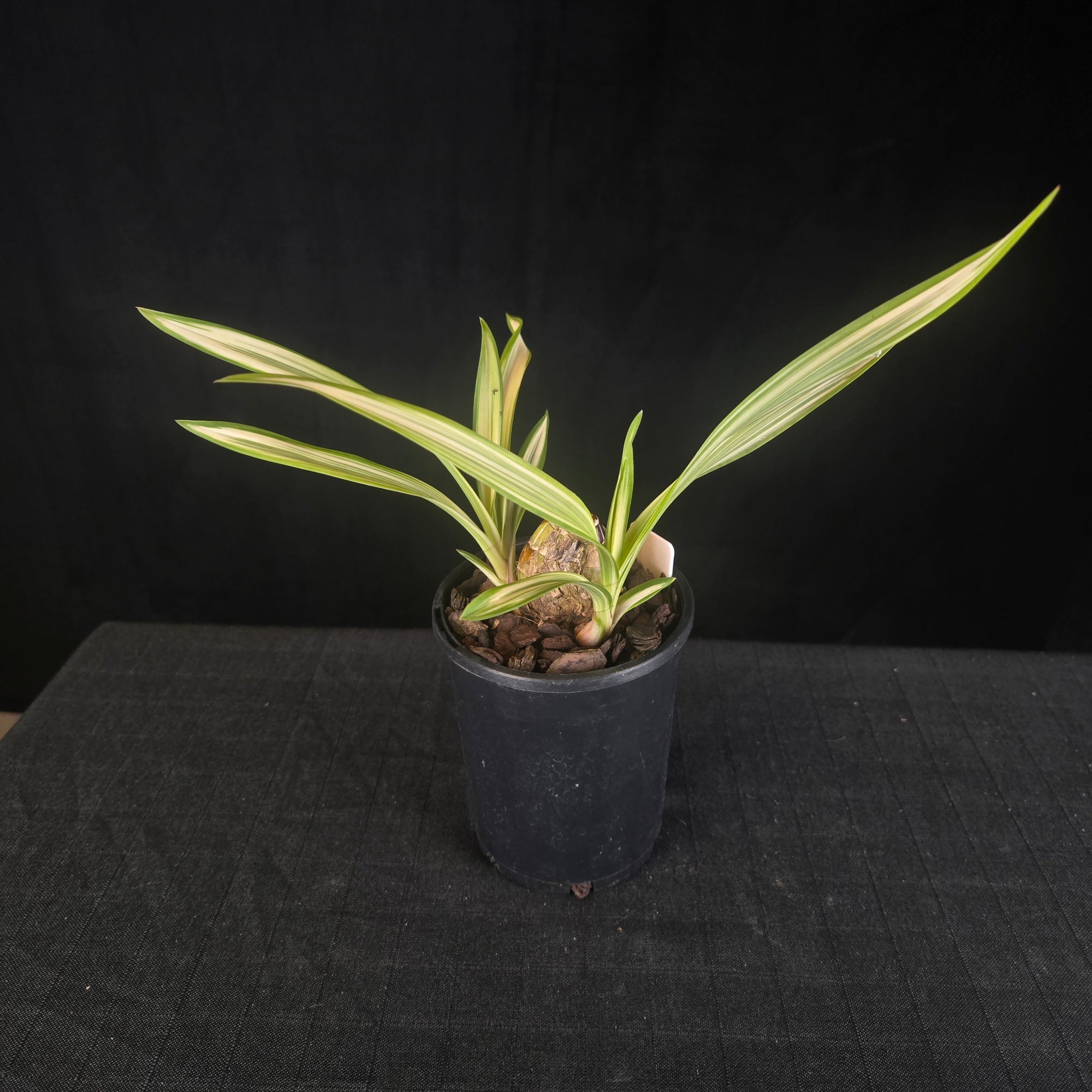 Cymbidium Rotorua 'Spell Bound' Variegated with feathered blooms. Extremely rare offering.