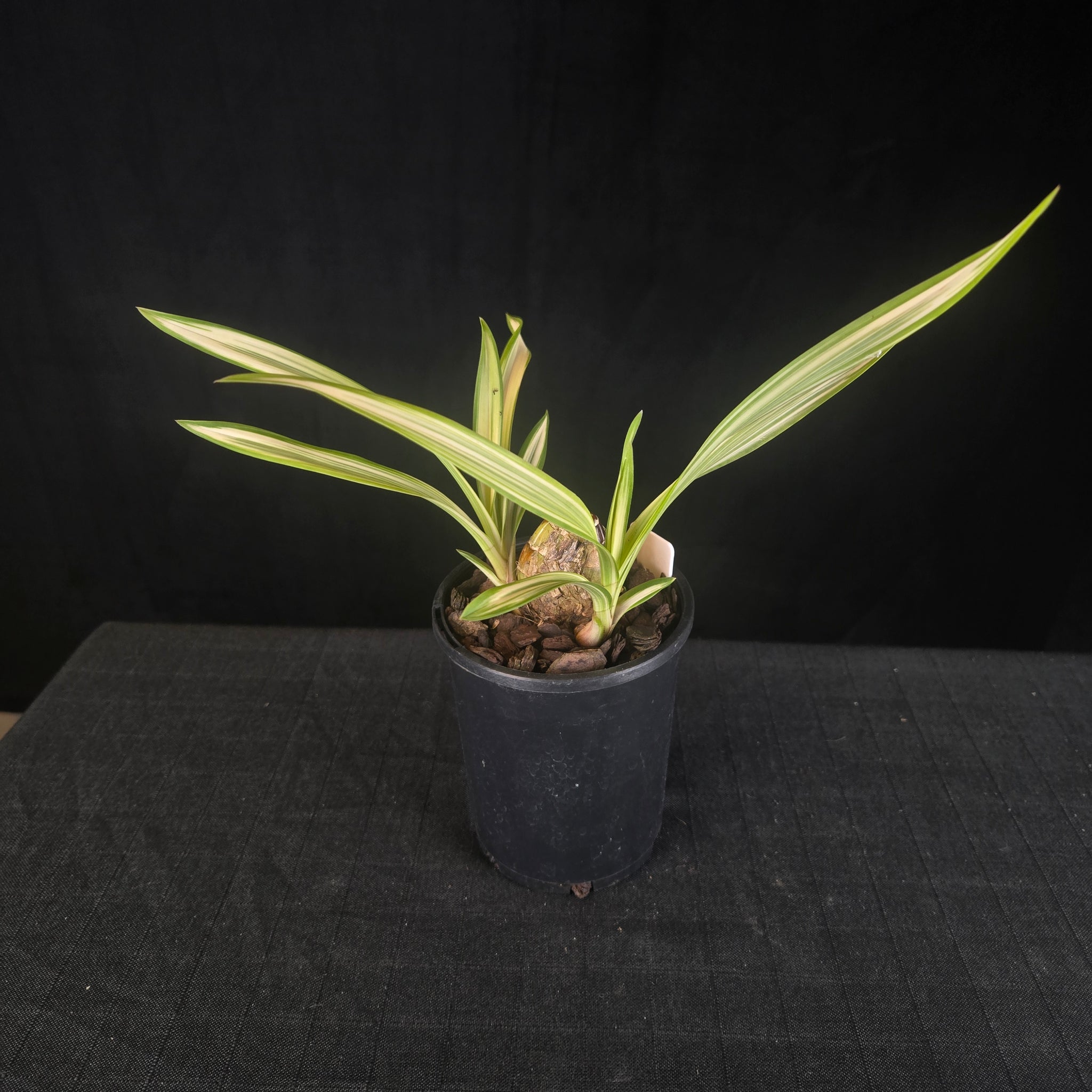 Cymbidium Rotorua 'Spell Bound' Variegated with feathered blooms. Extremely rare offering.