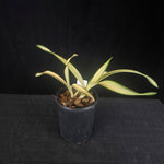 Cymbidium Rotorua 'Spell Bound' Variegated with feathered blooms. Extremely rare offering.