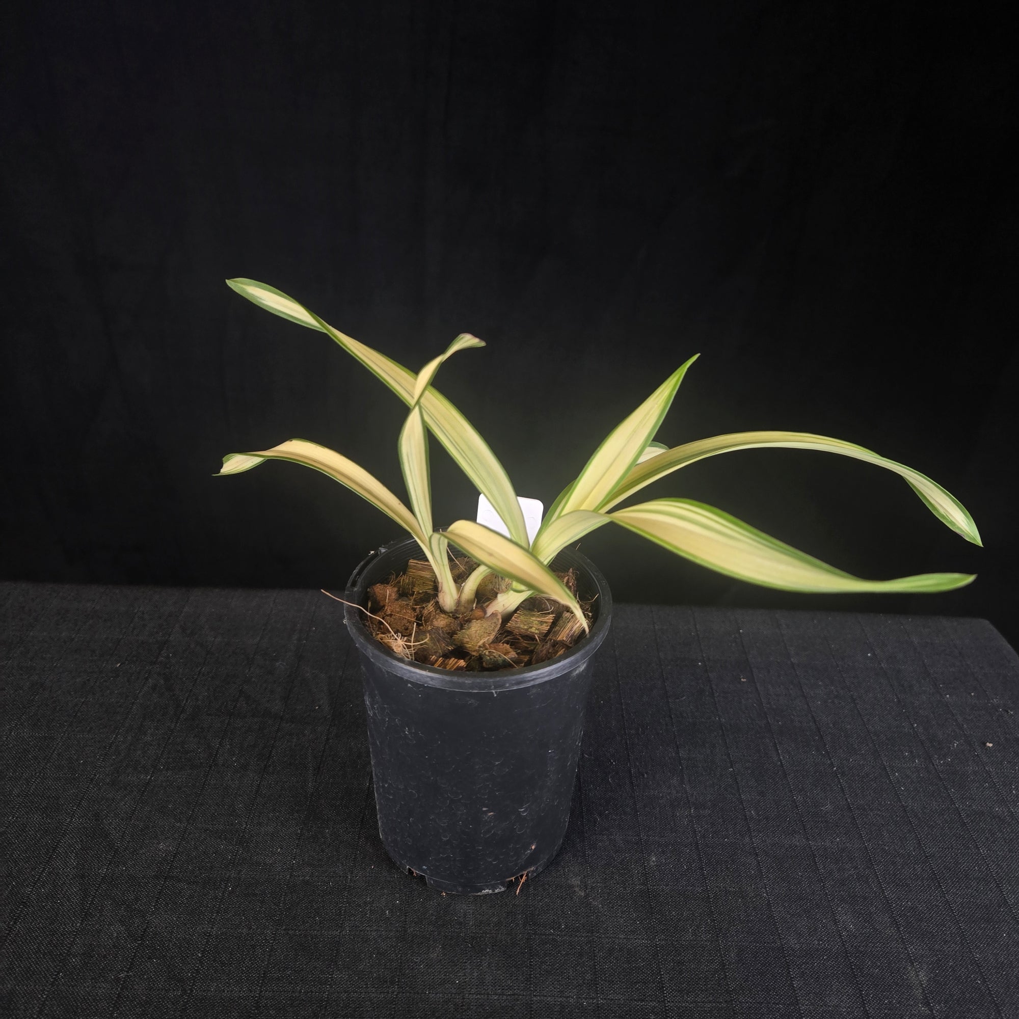 Cymbidium Rotorua 'Spell Bound' Variegated with feathered blooms. Extremely rare offering.