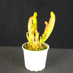 Sarracenia 'Paradisia' Green Form